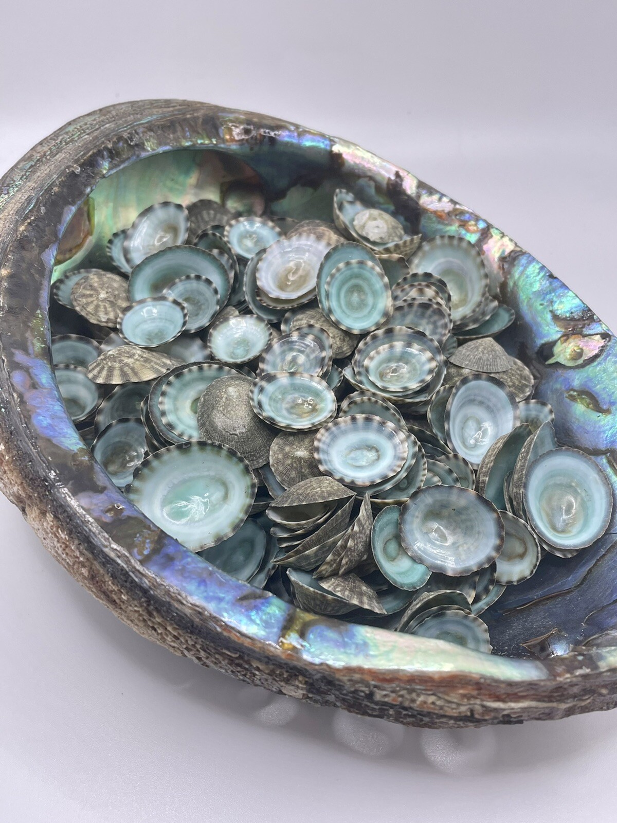 100 Aqua Limpet Shells - 0.25”-1” Mexican Green (100 Shells) Beach Decor Craft 100 Aqua Limpet Shells - 0.25”-1” Mexican Green (100 Shells) Beach Decor Craft
