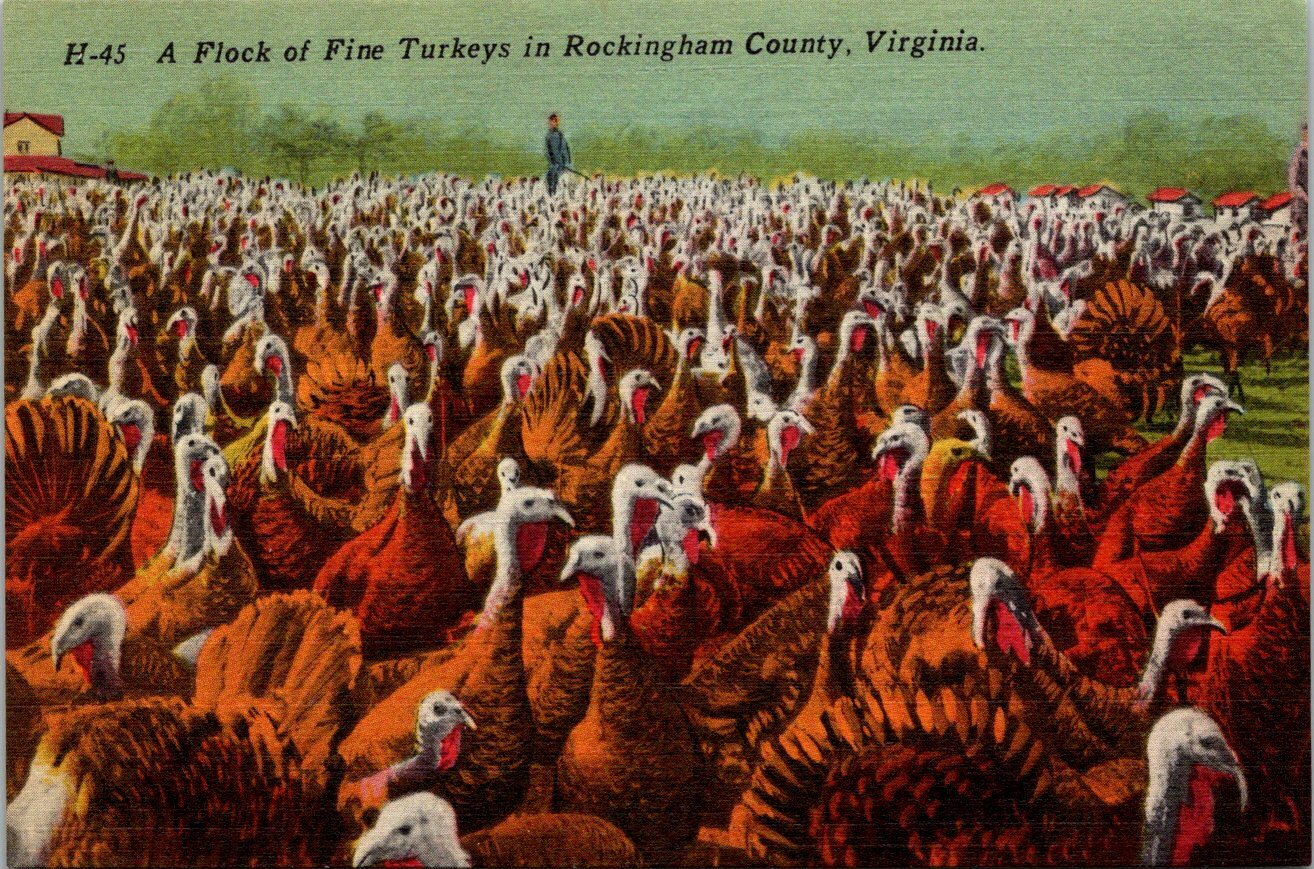 A Flock of Fine Turkeys in Rockingham County, VA - F12239 A Flock of Fine Turkeys in Rockingham County, VA - F12239