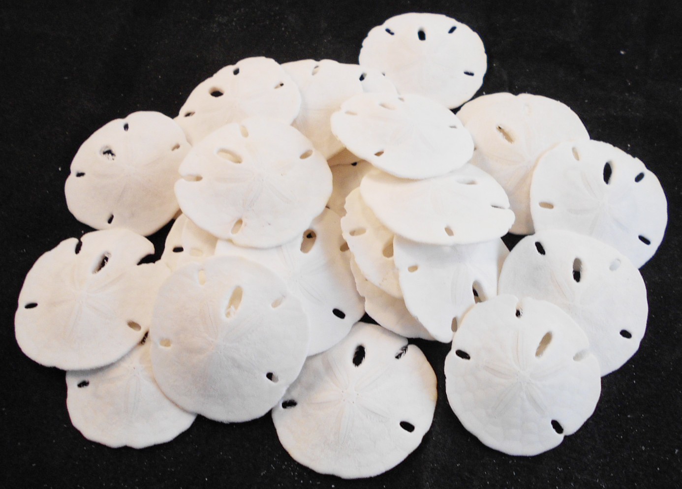 50 Tiny White Florida Sand Dollars (Tiny Size: 3/4"- 1") Beach Wedding Crafts 50 Tiny White Florida Sand Dollars (Tiny Size: 3/4"- 1") Beach Wedding Crafts