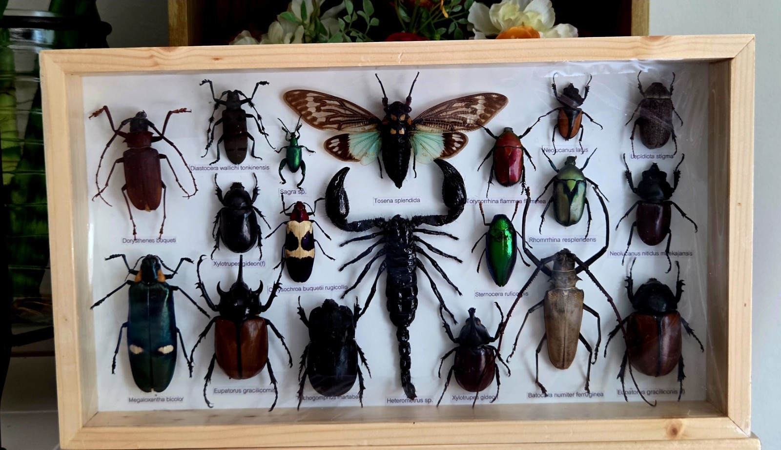 RARE MIX INSECTS DISPLAY BOX IN WOOD FRAME BEHIND GLASS 8" BY 13.75" RARE MIX INSECTS DISPLAY BOX IN WOOD FRAME BEHIND GLASS 8" BY 13.75"