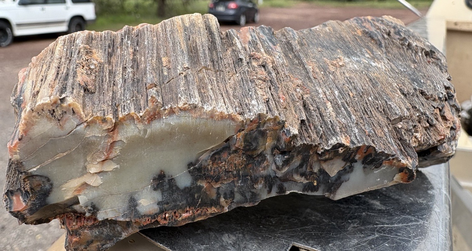 ☘️RR⛏️: Top Quality Arizona Petrified Wood, Agate/Dendrites/Bark 1 Lb 6 Oz 🌈 ☘️RR⛏️: Top Quality Arizona Petrified Wood, Agate/Dendrites/Bark 1 Lb 6 Oz 🌈