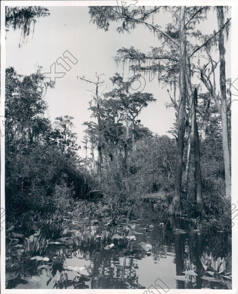 1980 Southeast Georgia the Okefenokee Swamp Twisting Waterways Press Photo