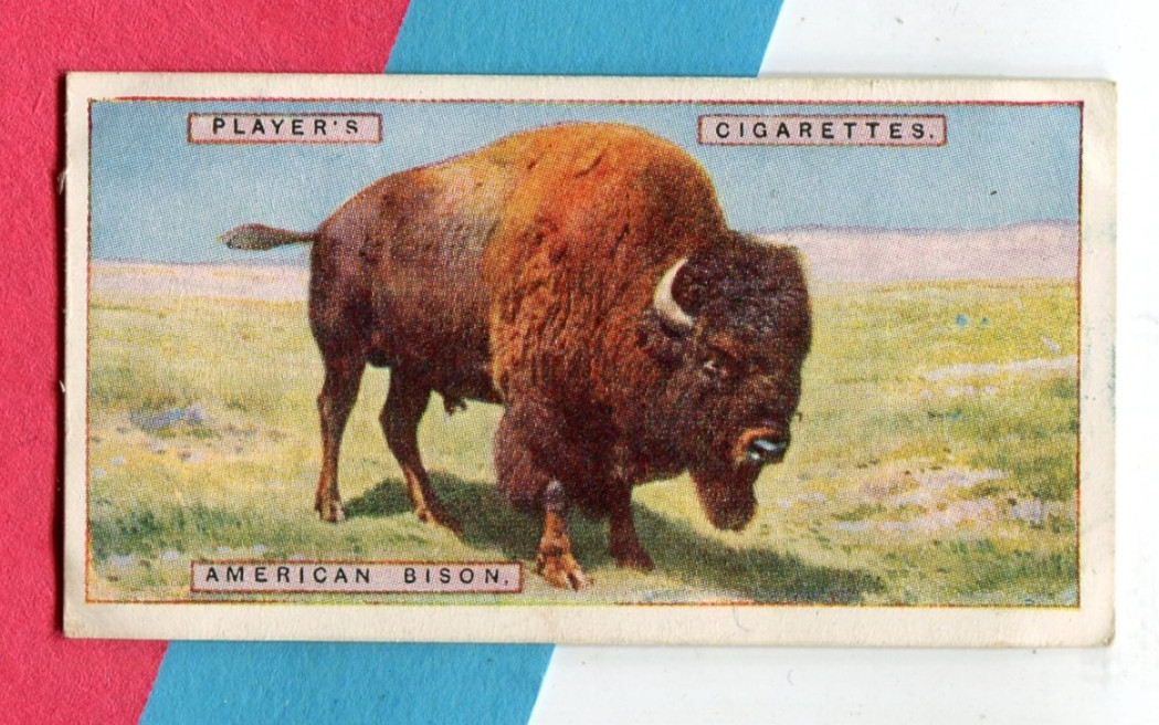 1924 JOHN PLAYER & SONS NATURAL HISTORY TOBACCO CARD #8 AMERICAN BISON BUFFALO 1924 JOHN PLAYER & SONS NATURAL HISTORY TOBACCO CARD #8 AMERICAN BISON BUFFALO