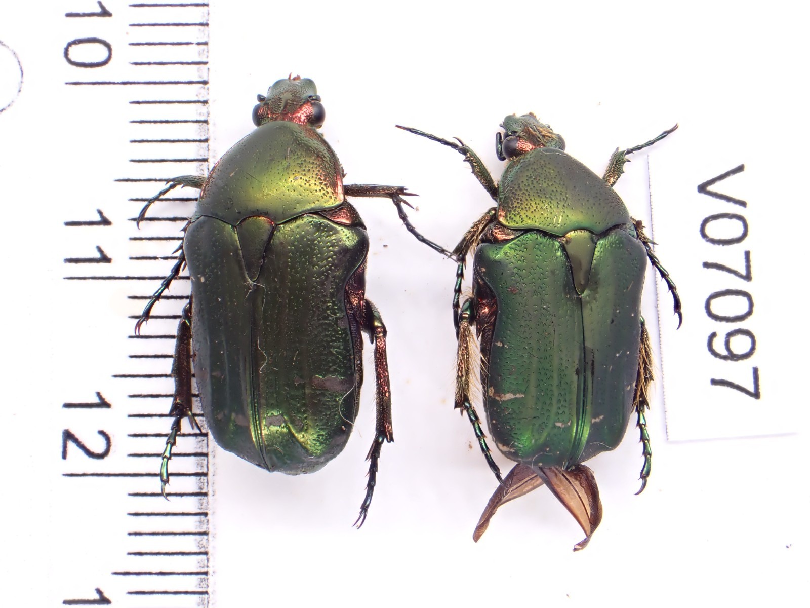 V07097. Unmounted insects, Cetoniidae sp. Vietnam, Lai Chau