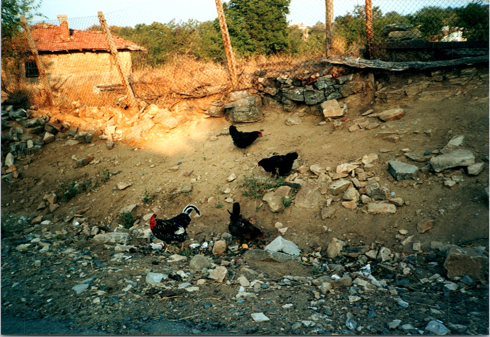 1990s Found Photo Bulgaria - Chickens Roosters Rocky Dirty Road Path Countryside