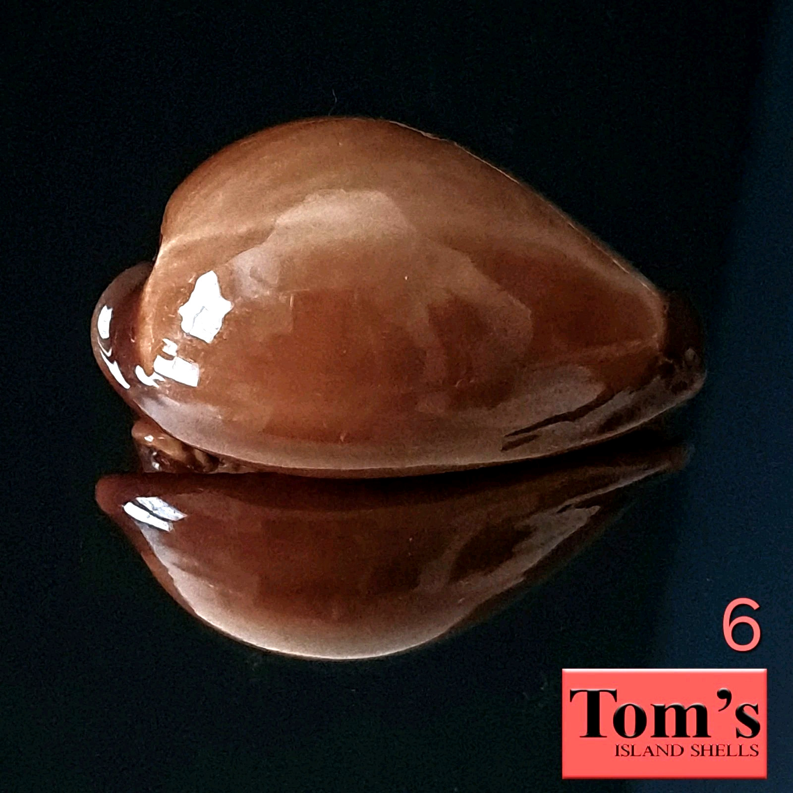 Cypraea adusta #6  43.1mm GORGEOUS BEAUTY from Zanzibar Island