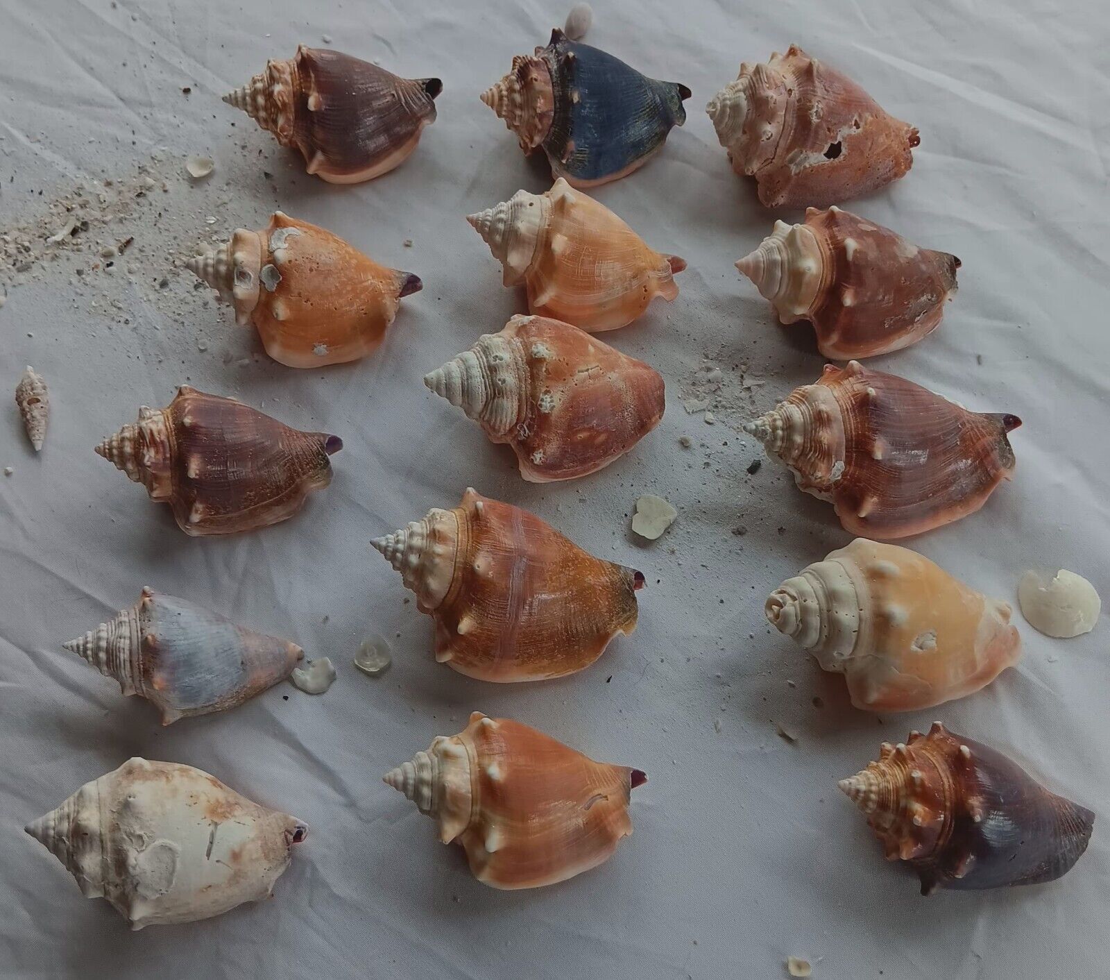 Conch Shells Found On Sanibel Island Florida Unpolished 15 Pieces