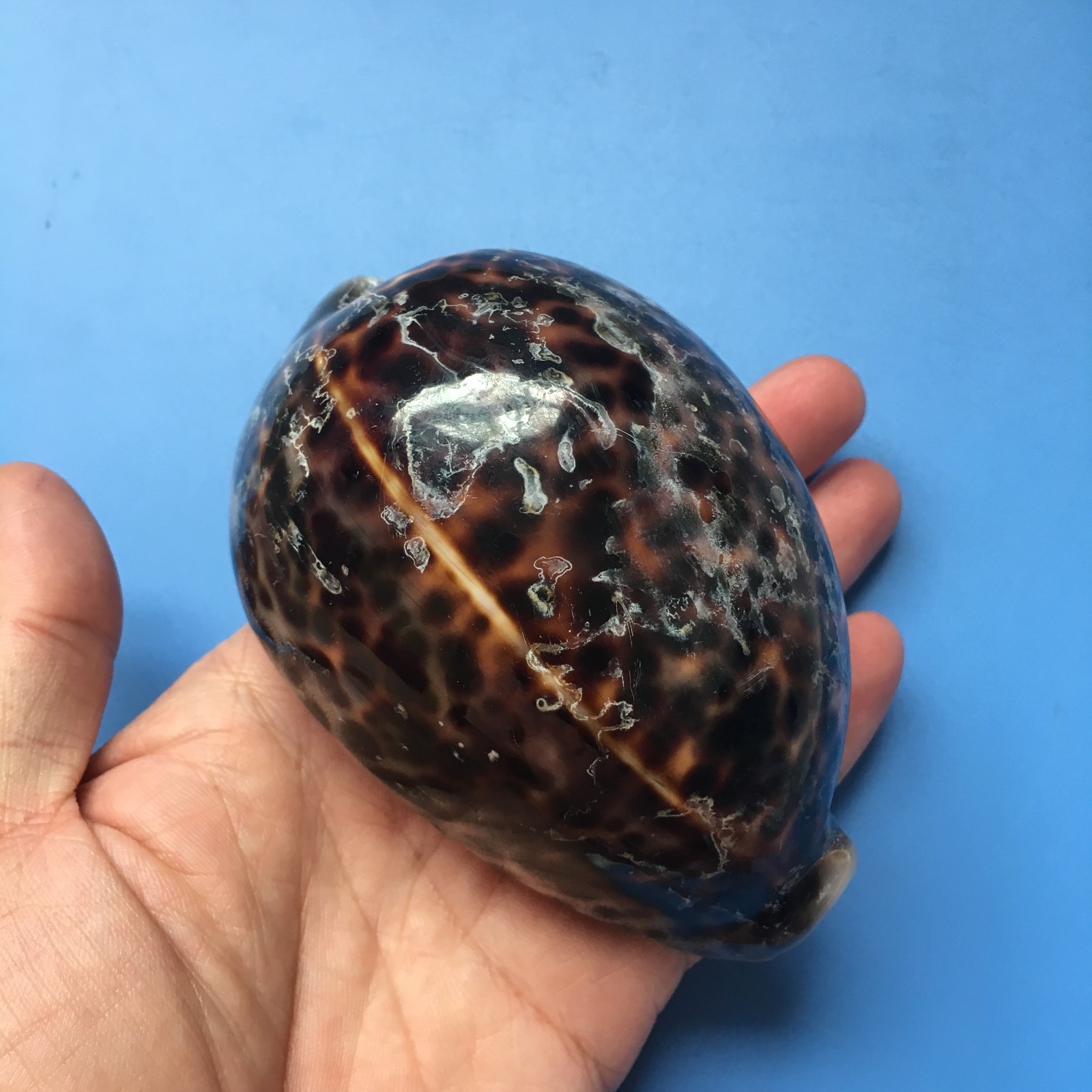 107.3mm | Cypraea Tigris | F+++ | LARGE size | DARK BROWN color 107.3mm | Cypraea Tigris | F+++ | LARGE size | DARK BROWN color