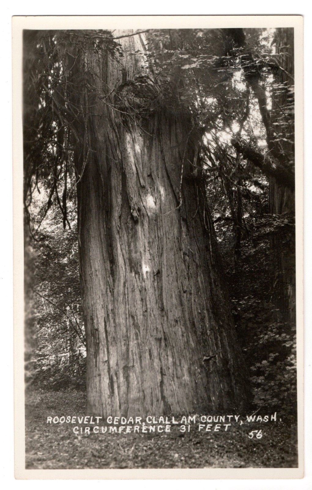 Vintage Washington State Roosevelt Cedar RPPC Postcard Clallam Co Big Tree 31 FT Vintage Washington State Roosevelt Cedar RPPC Postcard Clallam Co Big Tree 31 FT