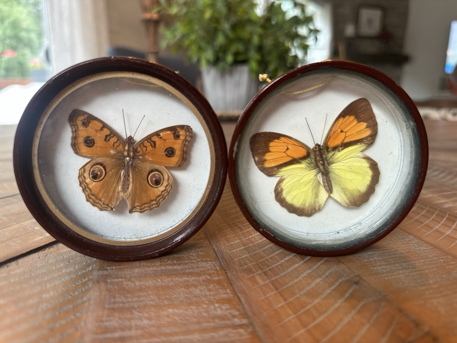Vintage Enesco Taiwan Real Butterfly Wall Plaques Set Of 2 Shadow Box Vintage Enesco Taiwan Real Butterfly Wall Plaques Set Of 2 Shadow Box