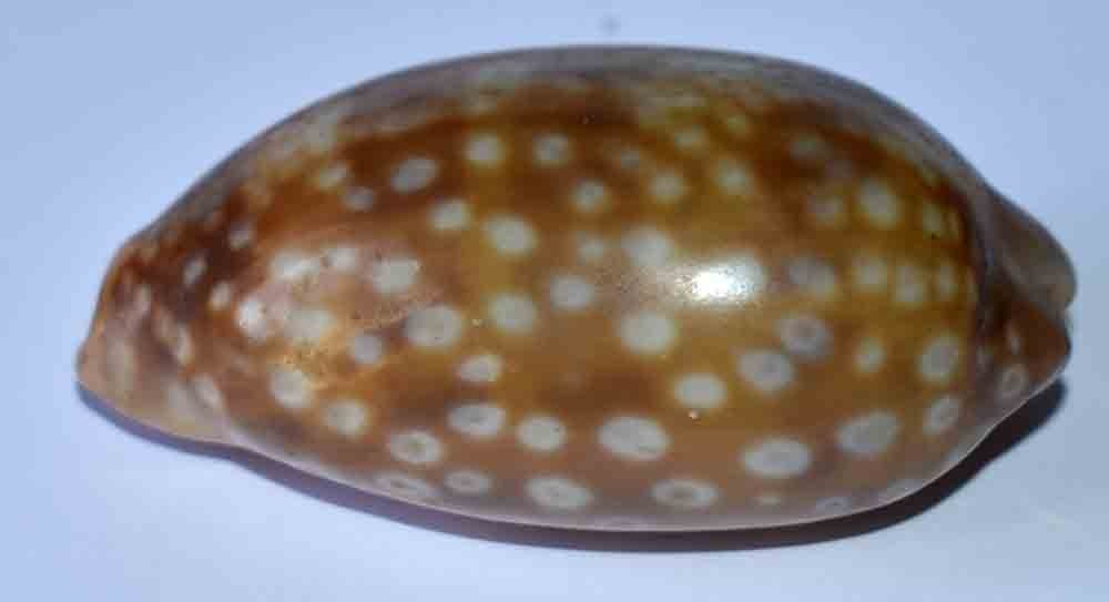 COLLECTION SHELLS - MACROCYPRAEA ZEBRA - 66.30mm