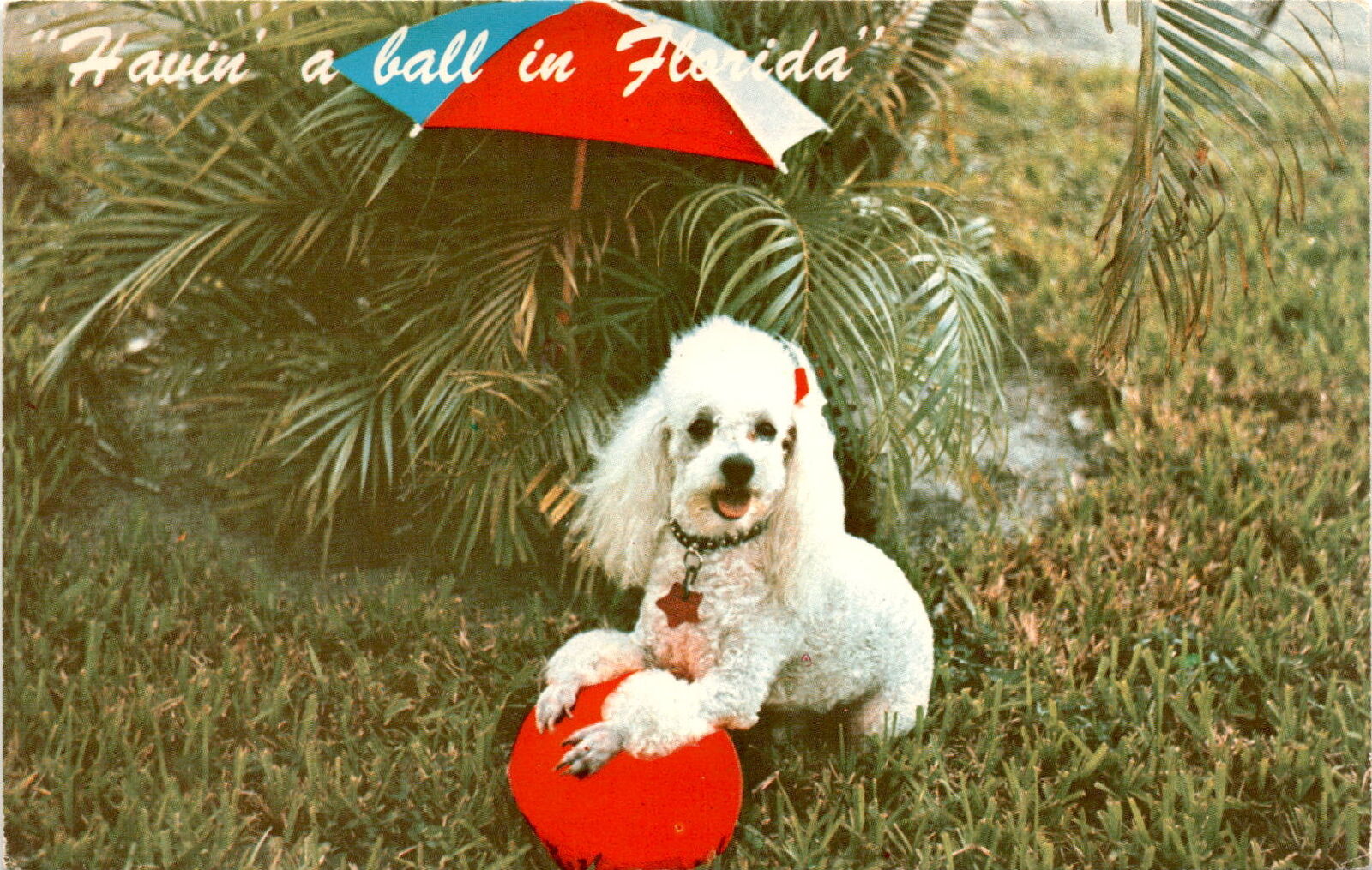 Jean, Adele Daves, Farida, Florida, poodles, pleasant weather Postcard