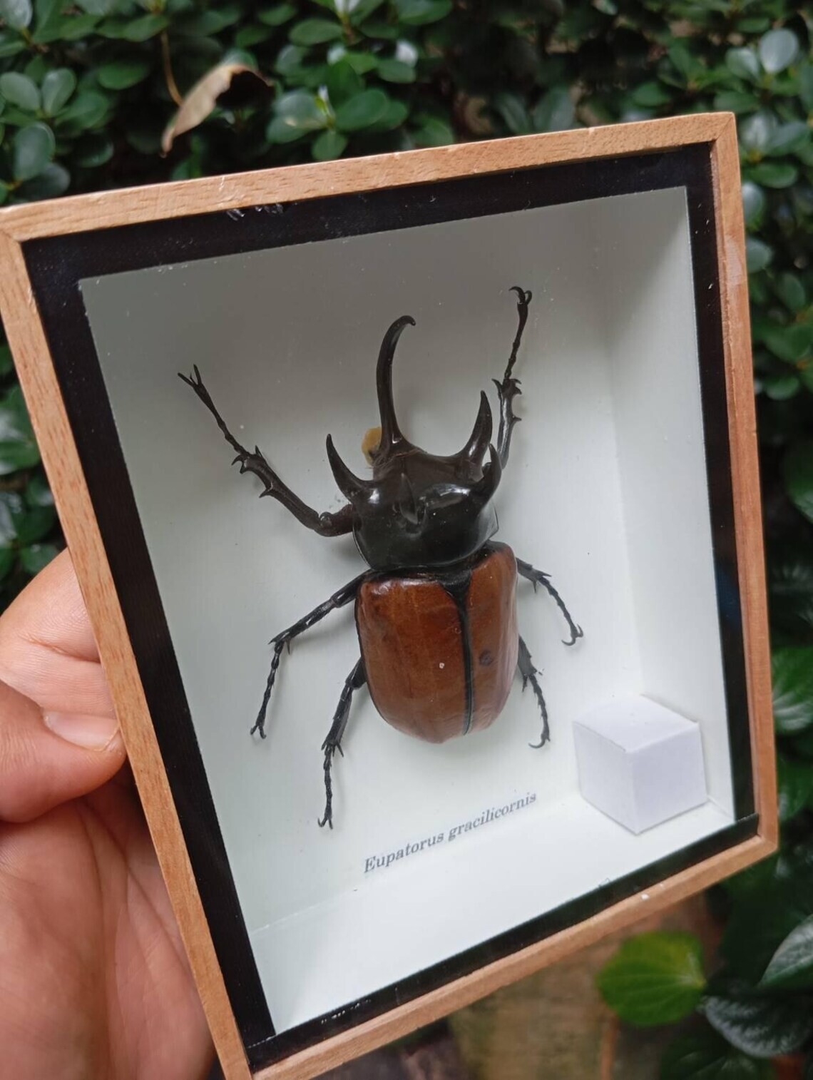 Real 5 Horned Eupatorus gracilicornis Taxidermy Insect Bug Beetle Wall Decor Gif Real 5 Horned Eupatorus gracilicornis Taxidermy Insect Bug Beetle Wall Decor Gif