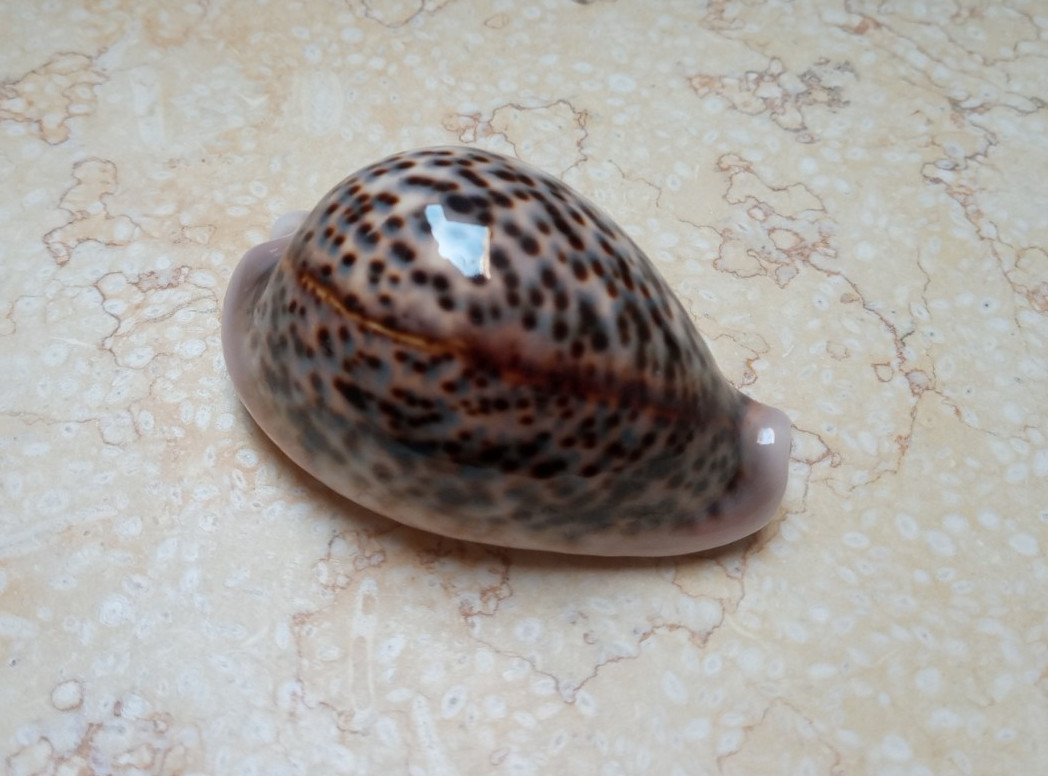 F cypraea pantherina red sea shell natural glossy WOW NICE colour 80.6 mm F++++ F cypraea pantherina red sea shell natural glossy WOW NICE colour 80.6 mm F++++