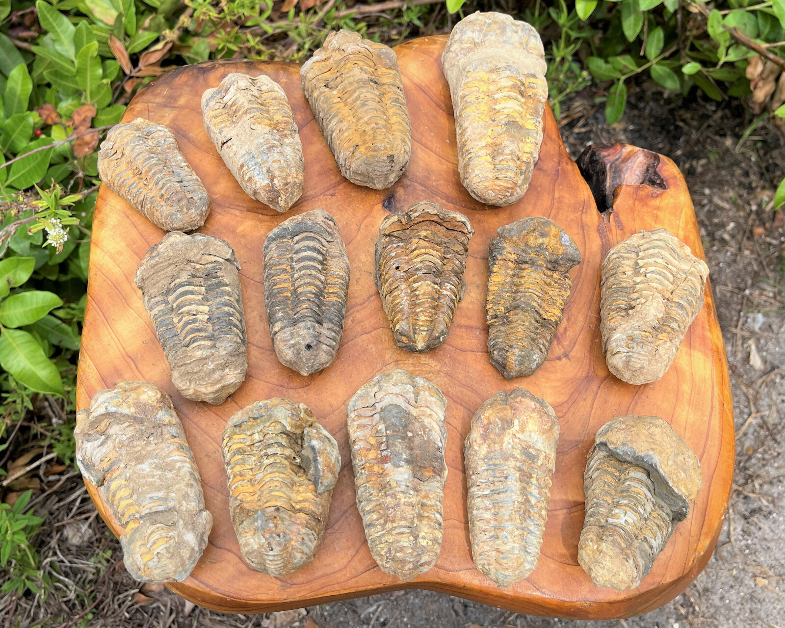 LARGE Natural Trilobite Fossil, 500 Million Year Old Genuine Arthropod Specimen LARGE Natural Trilobite Fossil, 500 Million Year Old Genuine Arthropod Specimen