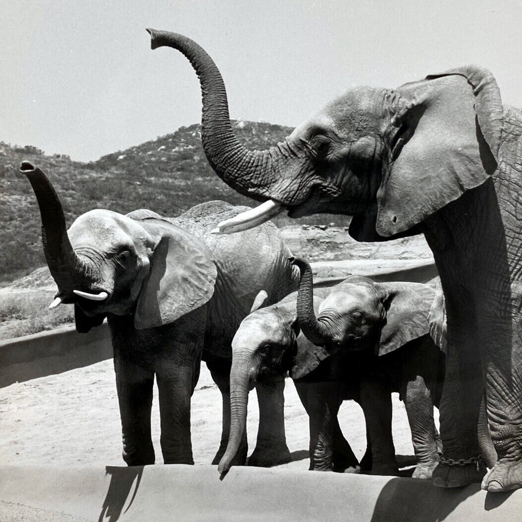 Vintage 1972 African Elephant Feeding San Diego Wild Animal Park Press Photo