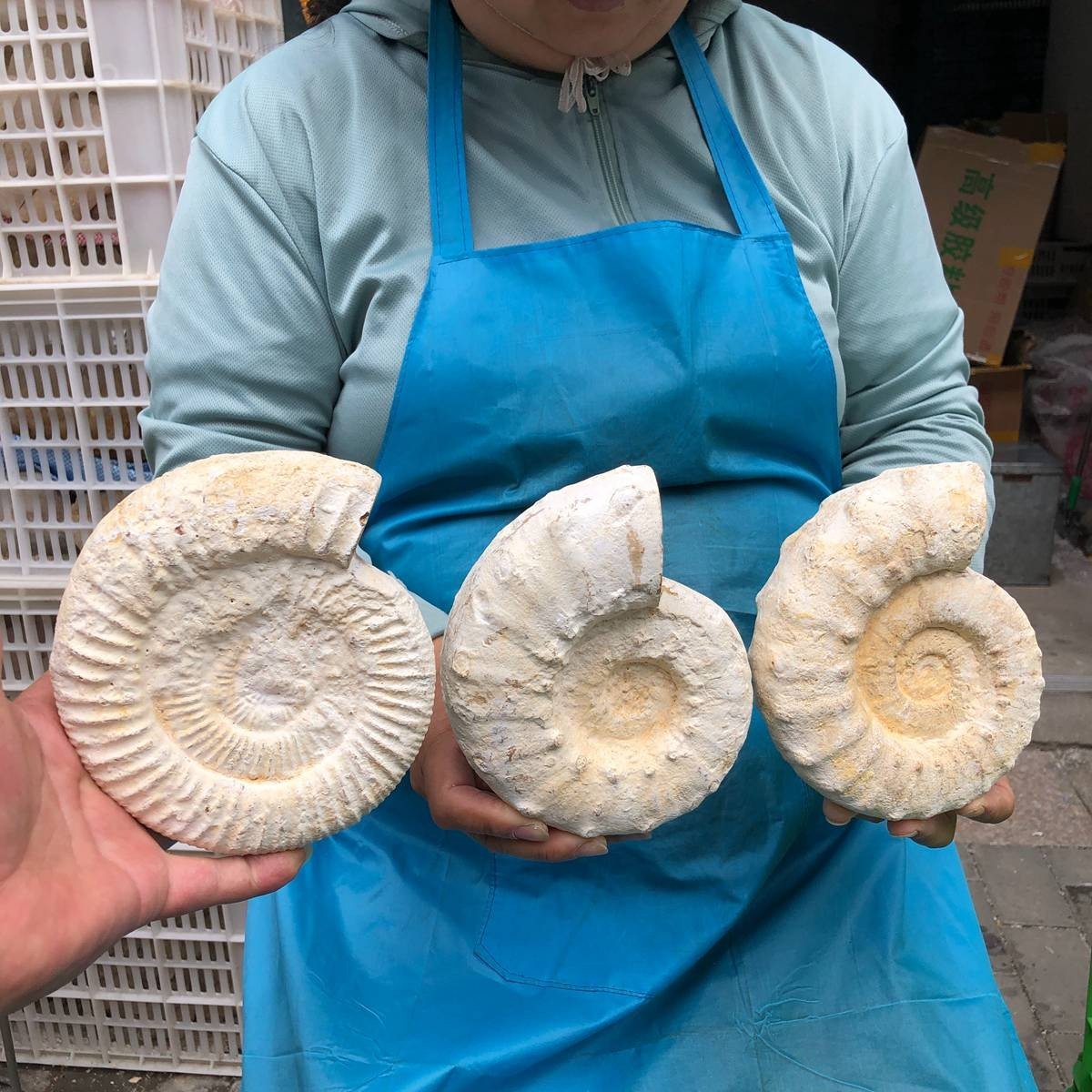 6.71LB 3pcs Natural Horn Screw Fossil Ammonite Conch Crystal Specimen Healing 6.71LB 3pcs Natural Horn Screw Fossil Ammonite Conch Crystal Specimen Healing