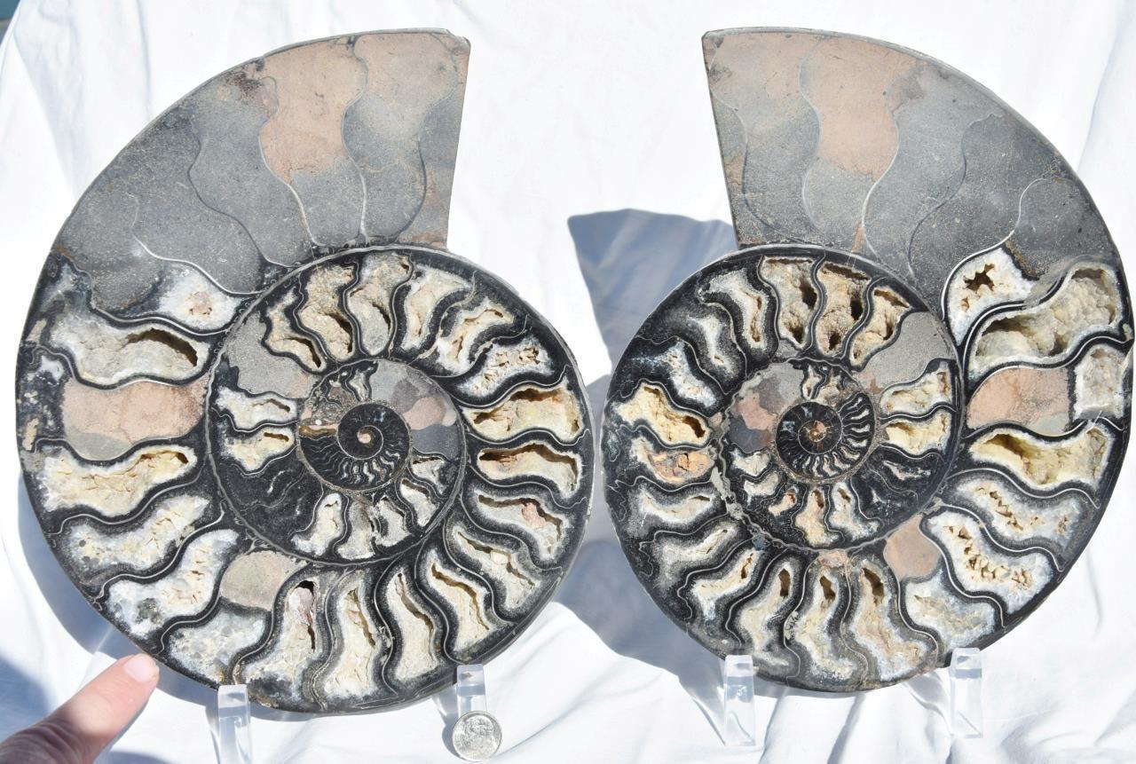 Large Black Ammonite Pair Deep Crystals 110myo Fossil XXL 9.5\