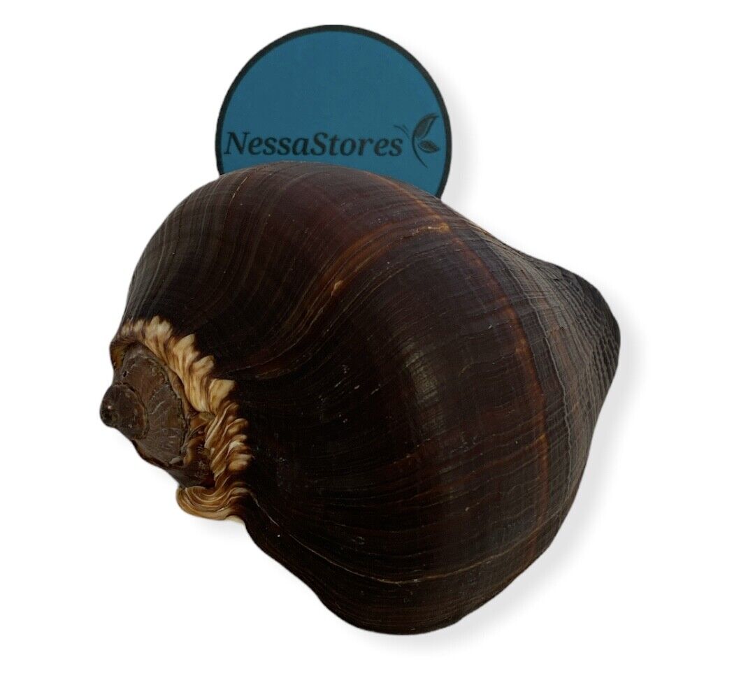 NessaStores Natural Fiber Conch Sea Shell Beach Home Decor 4\