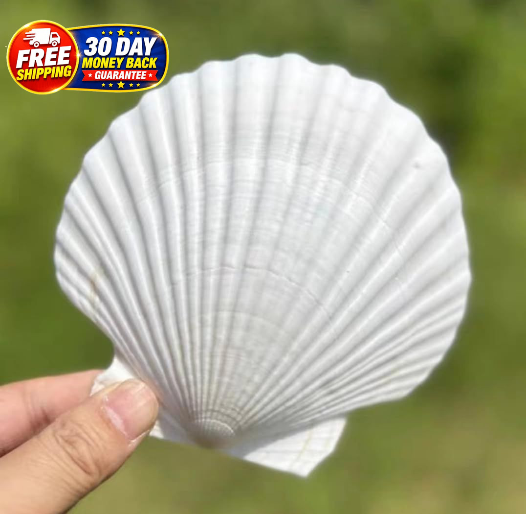 10 PCS Large Scallop Shells 4-5 inch Natural White Scallop Shells from Sea Beach 10 PCS Large Scallop Shells 4-5 inch Natural White Scallop Shells from Sea Beach