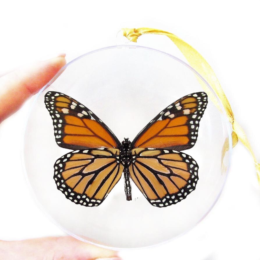 Danaus plexippus verso REAL ORANGE MONARCH BUTTERFLY CHRISTMAS ORNAMENT GIFT USA Danaus plexippus verso REAL ORANGE MONARCH BUTTERFLY CHRISTMAS ORNAMENT GIFT USA