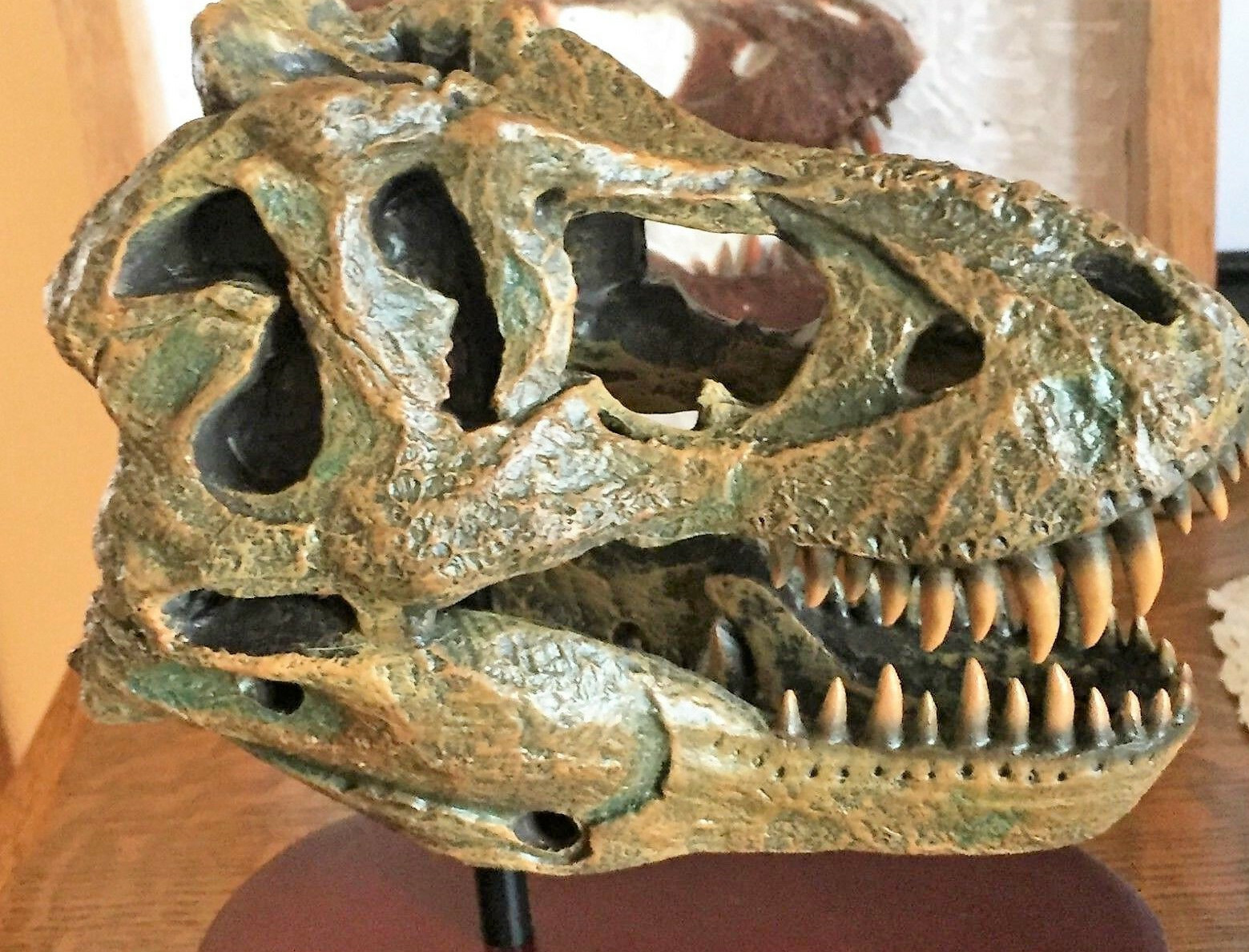 TYRANNOSAURUS T-REX SKULL HUGE LARGE MODEL TOOTH DINOSAUR REPLICA BONE BIG 1/10