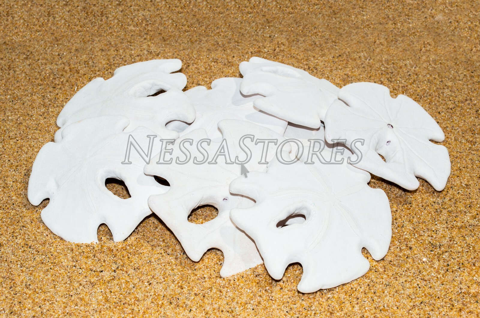 White Real Arrowhead Sand Dollar Sea Shell Craft Weddings 3"- 4" (8 pcs) #JC-059 White Real Arrowhead Sand Dollar Sea Shell Craft Weddings 3"- 4" (8 pcs) #JC-059