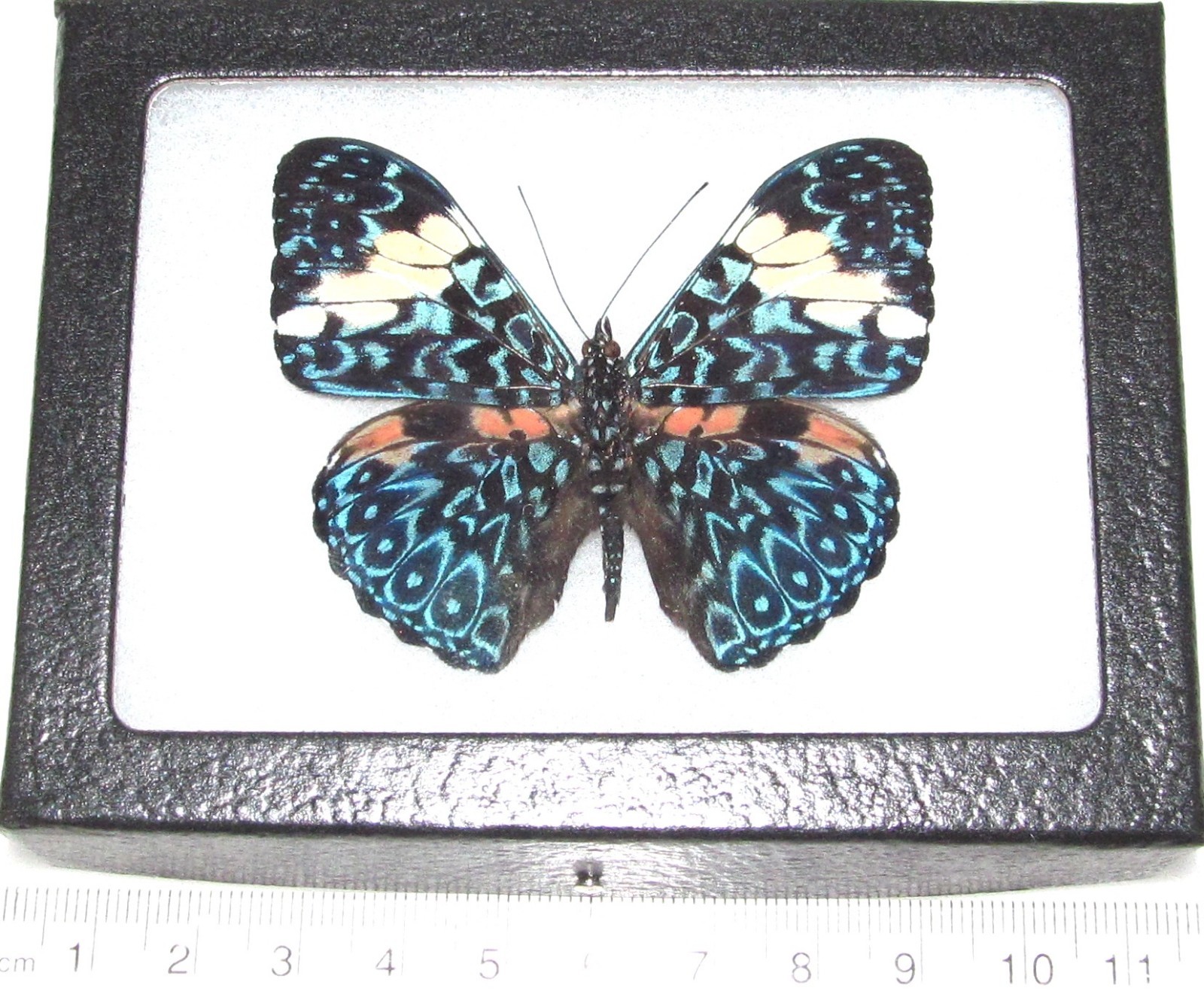 Hamadryas amphinome REAL FRAMED BUTTERFLY BLUE WHITE PERU Hamadryas amphinome REAL FRAMED BUTTERFLY BLUE WHITE PERU