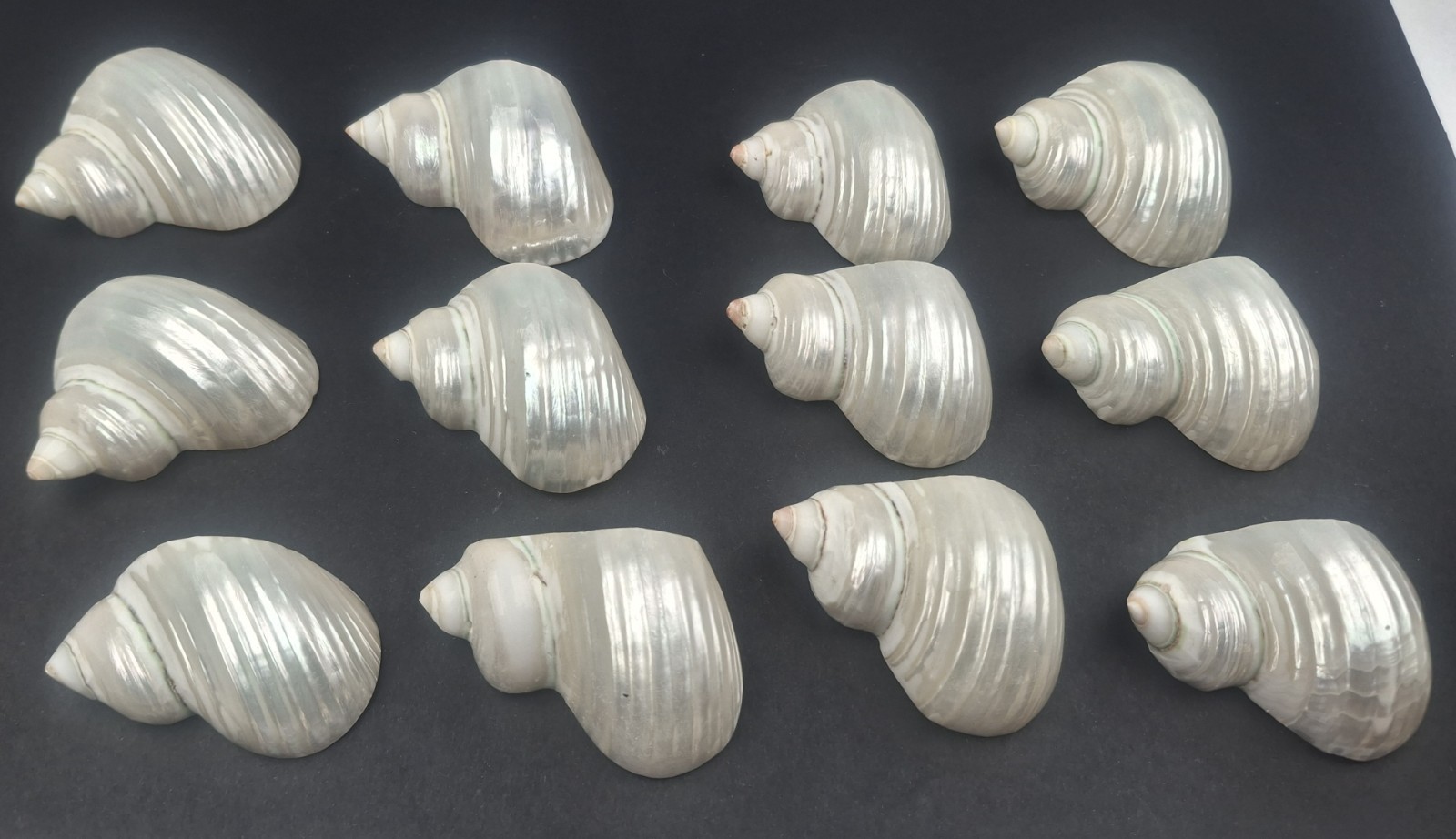 Vintage Set 12 Mother Of Pearl Conch Natural Sea Shell Napkin Rings Beach Party