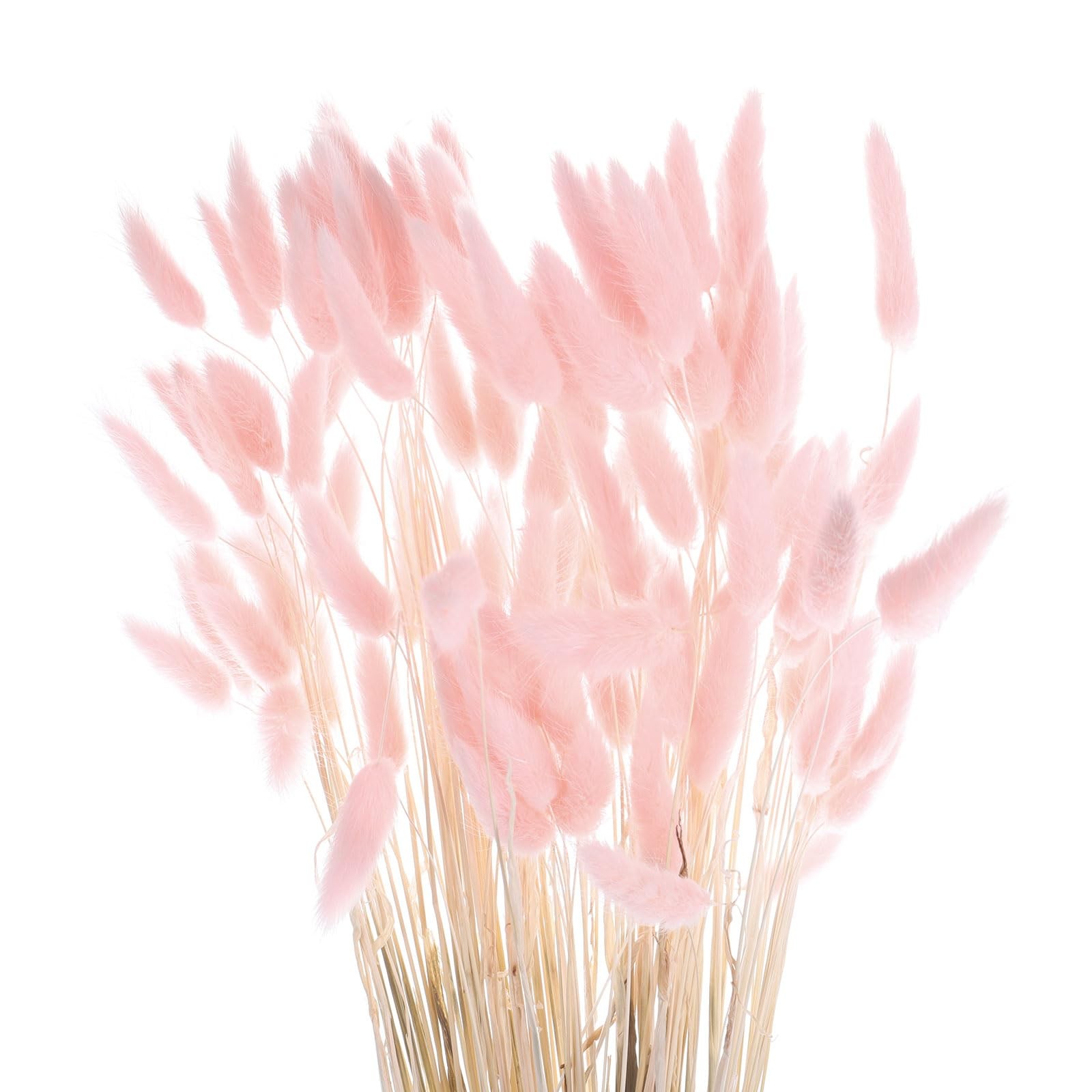 MECCANIXITY 120pcs Dried Rabbit Bunny Tails 24" Mini Pampas Grass Pink MECCANIXITY 120pcs Dried Rabbit Bunny Tails 24" Mini Pampas Grass Pink