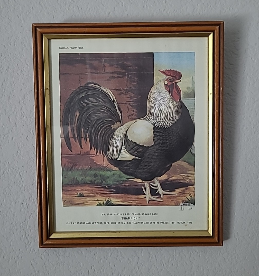 4 Vintage Picture Frames Old England Chicken Art 11 inch