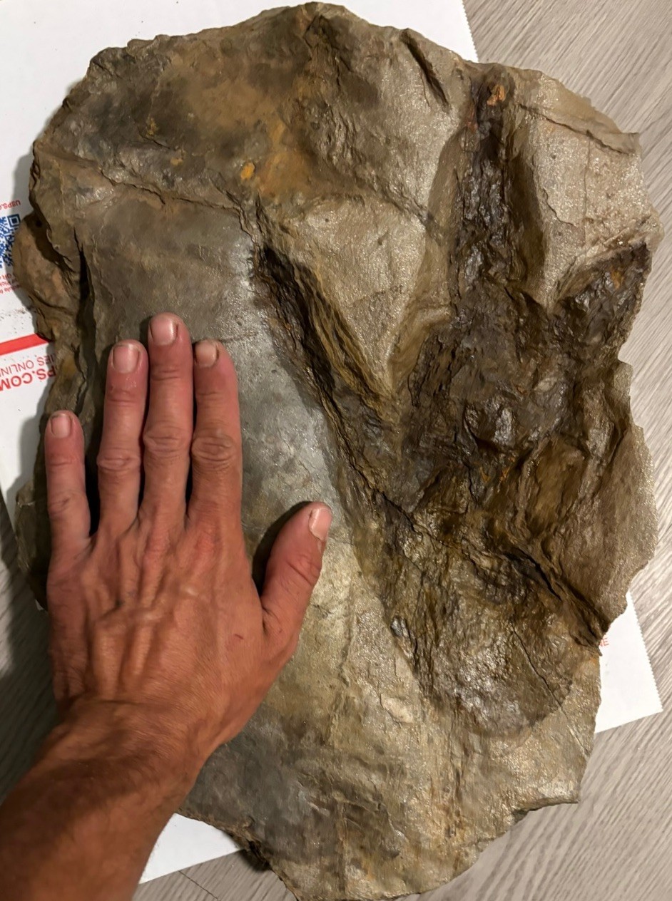 Nice Large Jurassic Dinosaur Footprint Fossil Track Eubrontes Connecticut