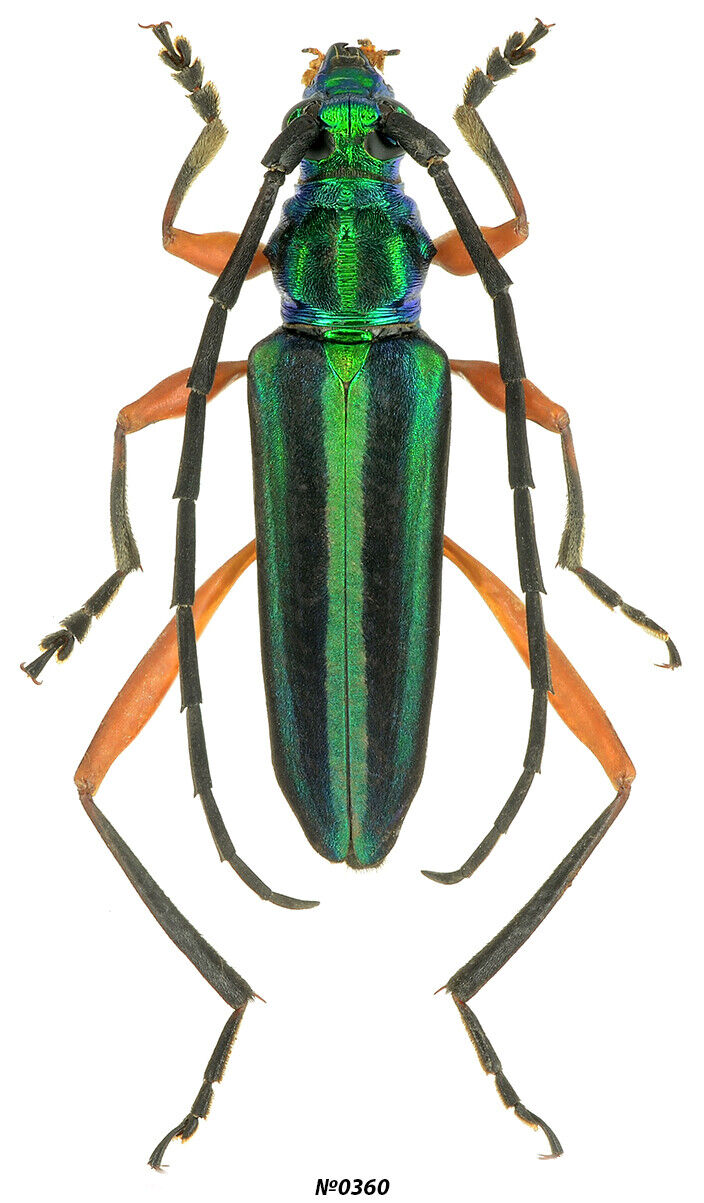 Coleoptera Cerambycidae Mionochroma sp. Peru 16mm