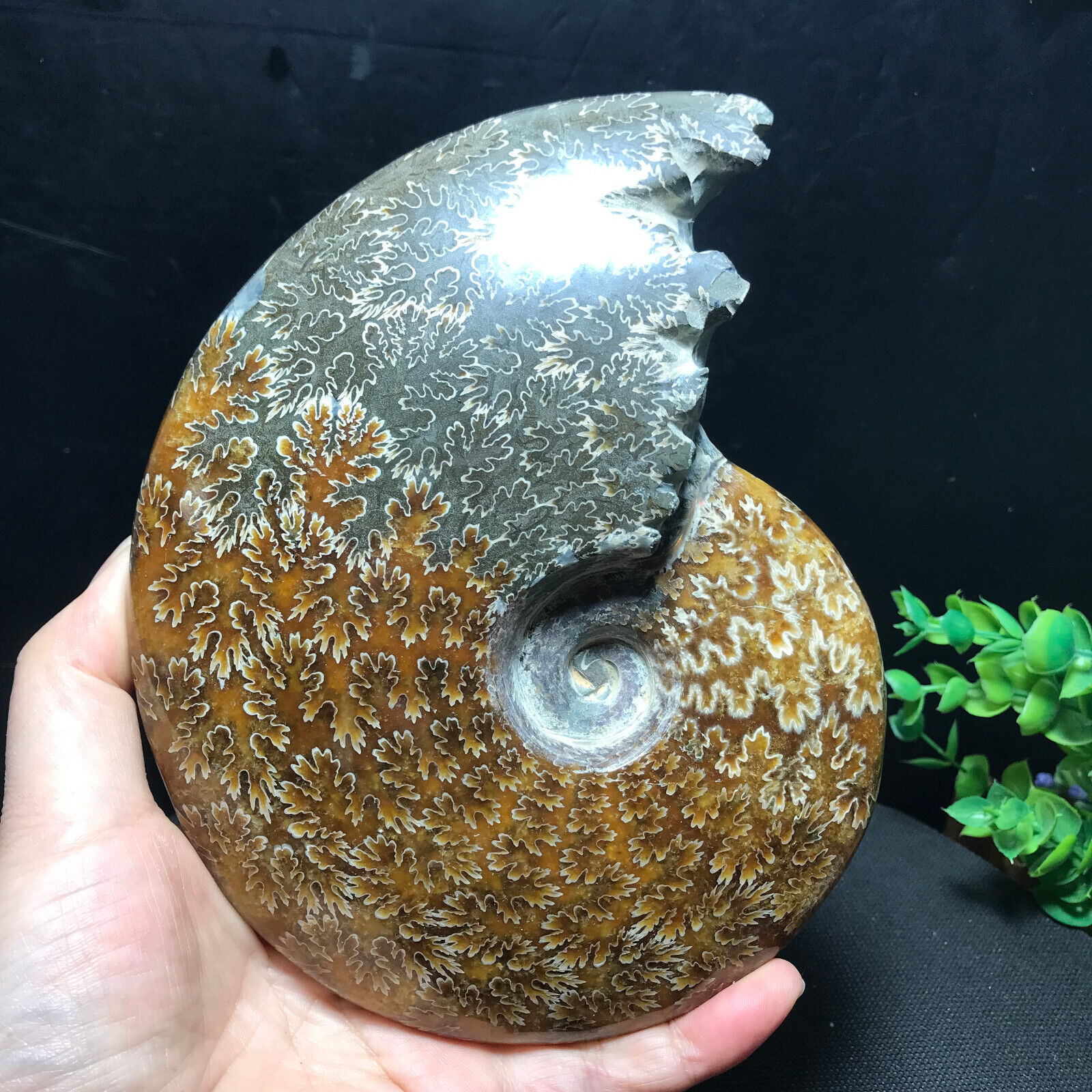 900g Rare Natural polishing conch ammonite fossil specimens of Madagascar 122