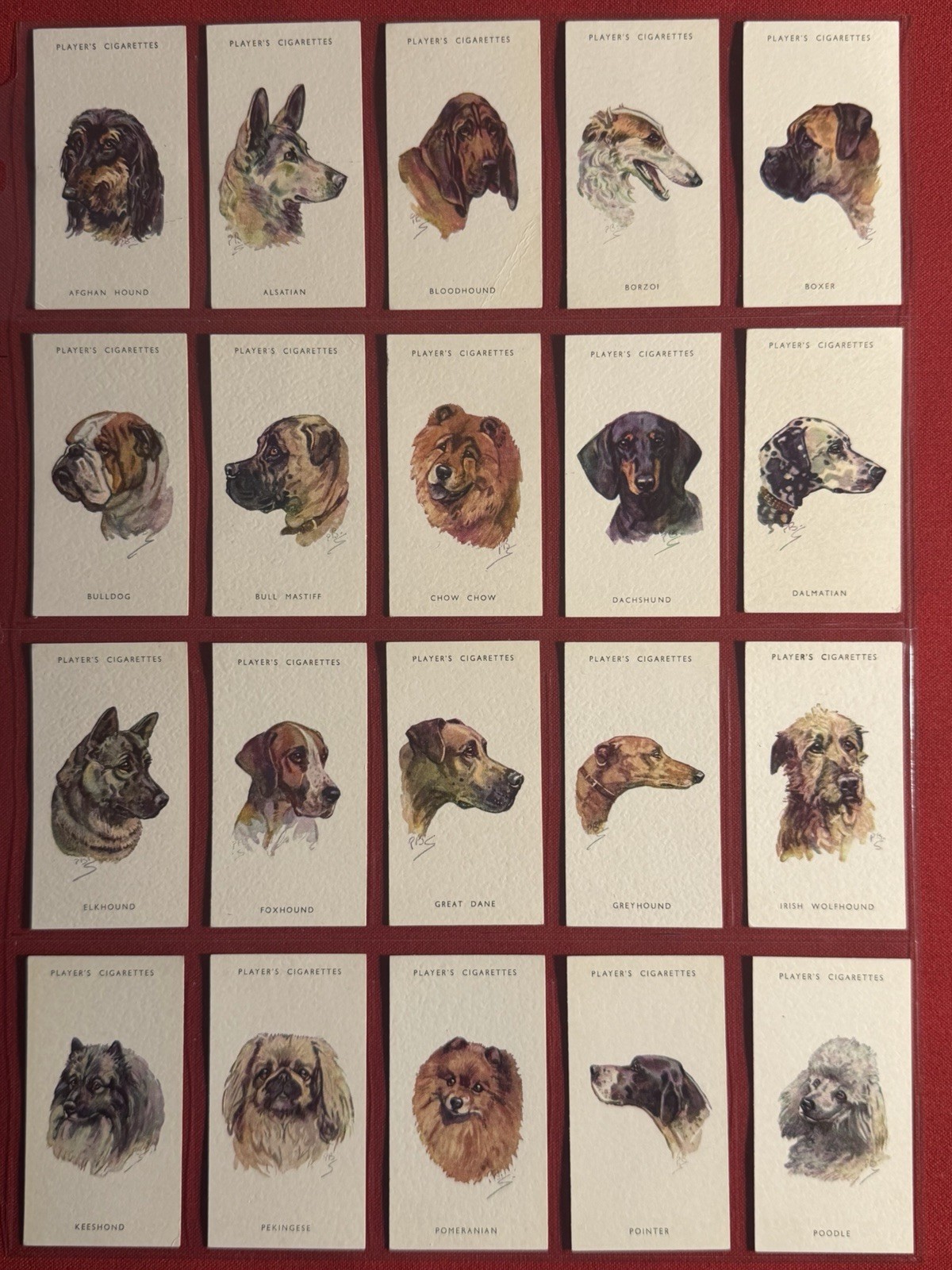 1930'S JOHN PLAYER DOG HEADS-VERY RARE UNISSUED FULL 50 CARD SET-VG+EX-MT-WOW 1930'S JOHN PLAYER DOG HEADS-VERY RARE UNISSUED FULL 50 CARD SET-VG+EX-MT-WOW