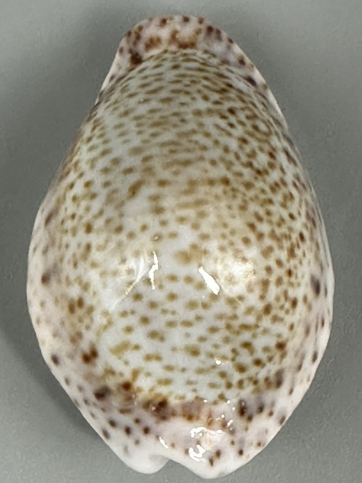 Naria turdus pardalina Cypraea turdus 41.5mm GEM Gondola Form Red Sea Cowrie Naria turdus pardalina Cypraea turdus 41.5mm GEM Gondola Form Red Sea Cowrie