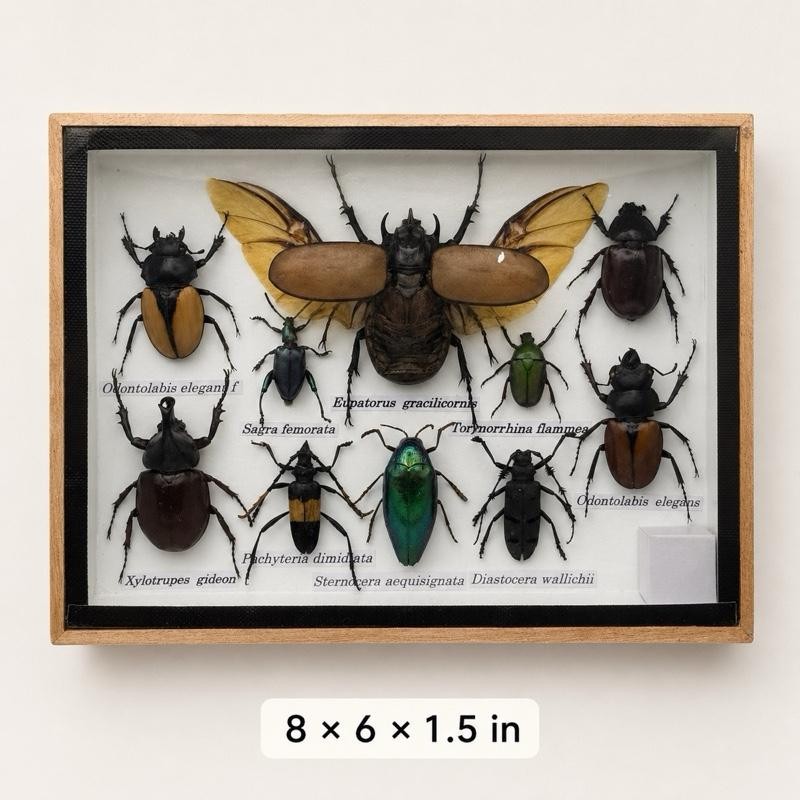 Real 5-Horned Rhinoceros Beetle & Mixed Insect Display Frame, 8×6 in Real 5-Horned Rhinoceros Beetle & Mixed Insect Display Frame, 8×6 in