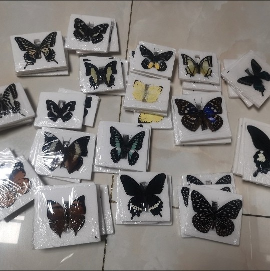 Assorted Real Butterfly Specimens 20 Unique Varieties Taxidermy Art Supplies Assorted Real Butterfly Specimens 20 Unique Varieties Taxidermy Art Supplies