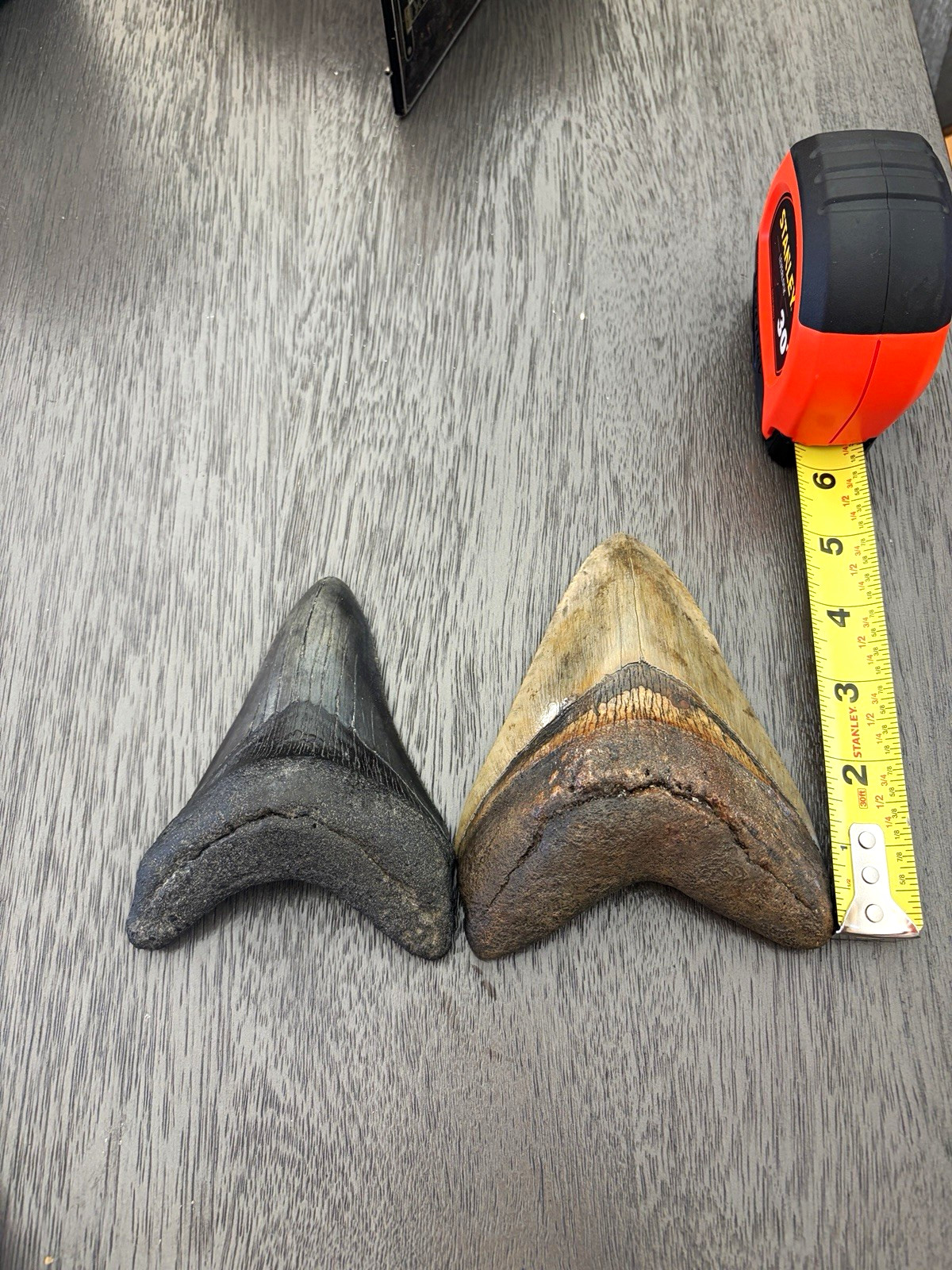 Lot of 2 Large Fossil Shark Teeth Specimens, Approx 3–5 in Measured Size Lot of 2 Large Fossil Shark Teeth Specimens, Approx 3–5 in Measured Size
