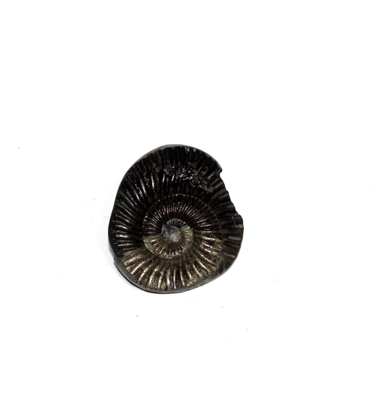 Auspicious Sudarshan Shaligram Wt-38 gram Size 1.50 inch Auspicious Sudarshan Shaligram Wt-38 gram Size 1.50 inch
