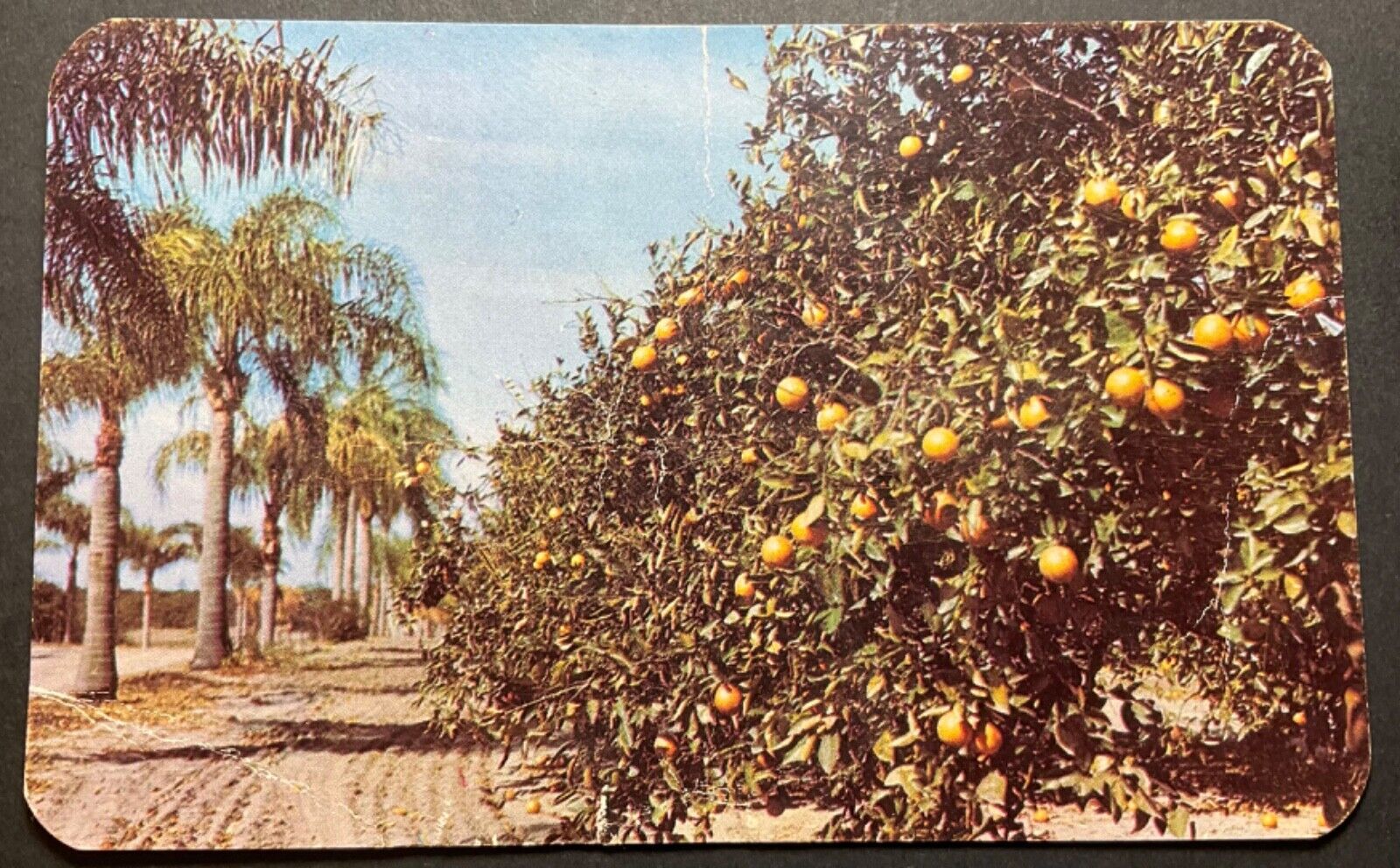 Florida FL Postcard Palm Bordered Orange Grove unposted