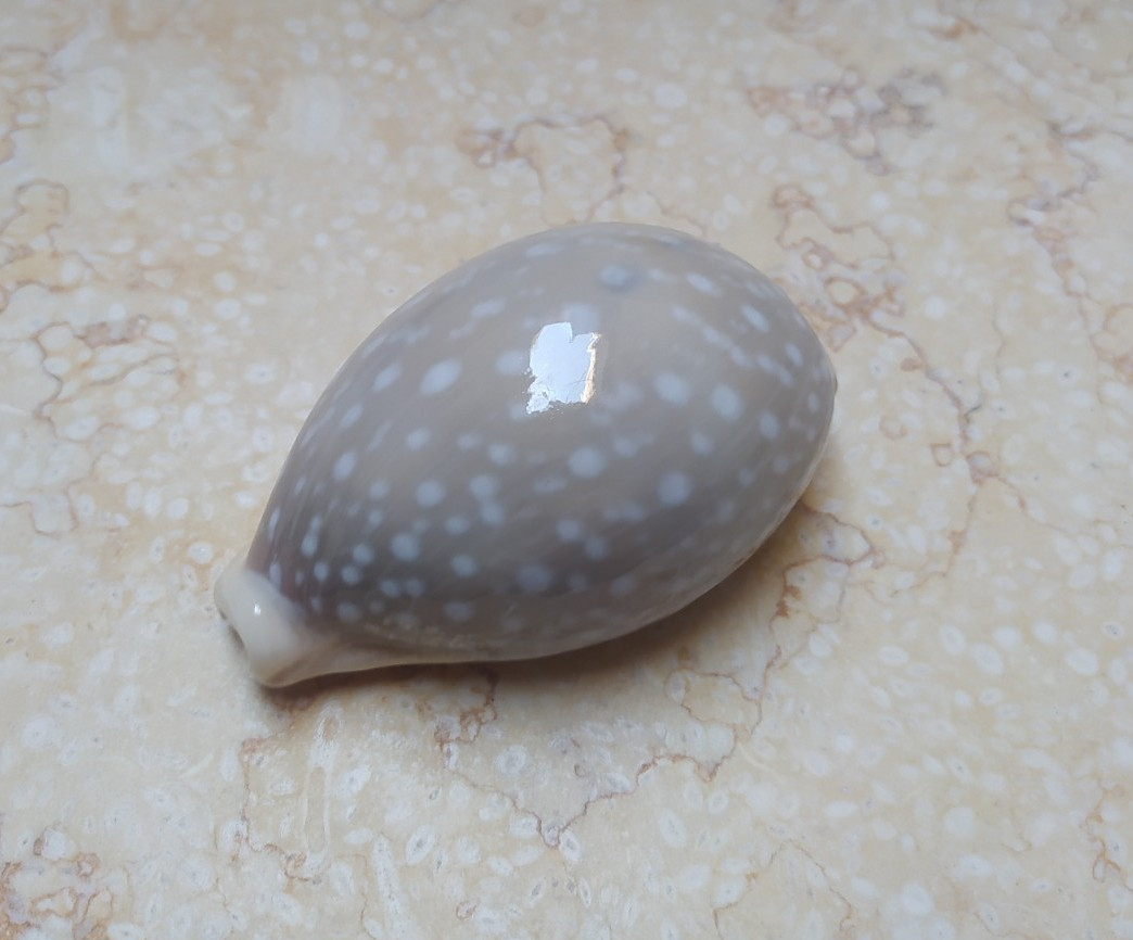 F Cypraea camelopardalis red sea shell large SIZE lyncina F+++ 78.8mm F Cypraea camelopardalis red sea shell large SIZE lyncina F+++ 78.8mm
