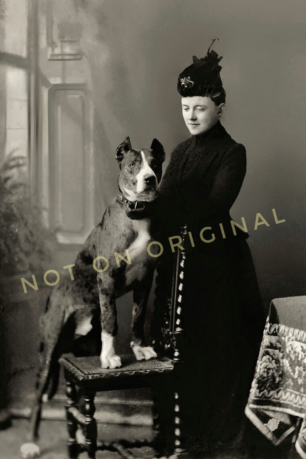 Vintage Old 1905 Photo reprint American Staffordshire Pitbull Mix Dog & Woman 🐶