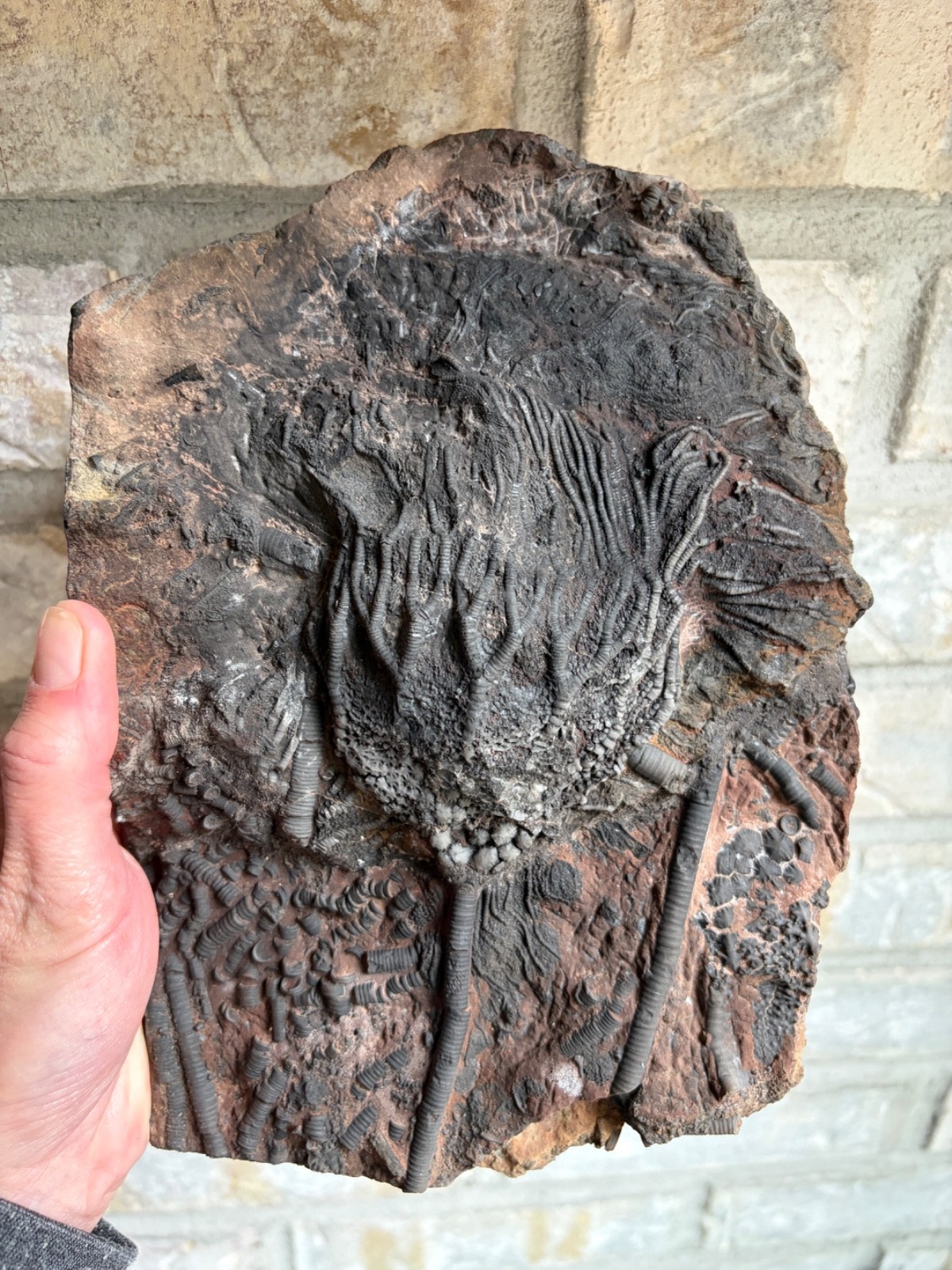 RARE Large Museum Quality Crinoid Scyphocrinites (Sea Lily) Fossil Plate - 9"