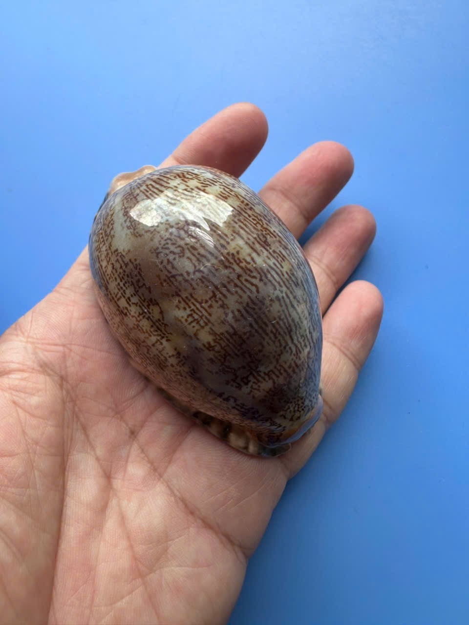 76.1mm | Mauritia arabica asiatica | GIANT| F+++ | RARE | Nice pattern 76.1mm | Mauritia arabica asiatica | GIANT| F+++ | RARE | Nice pattern