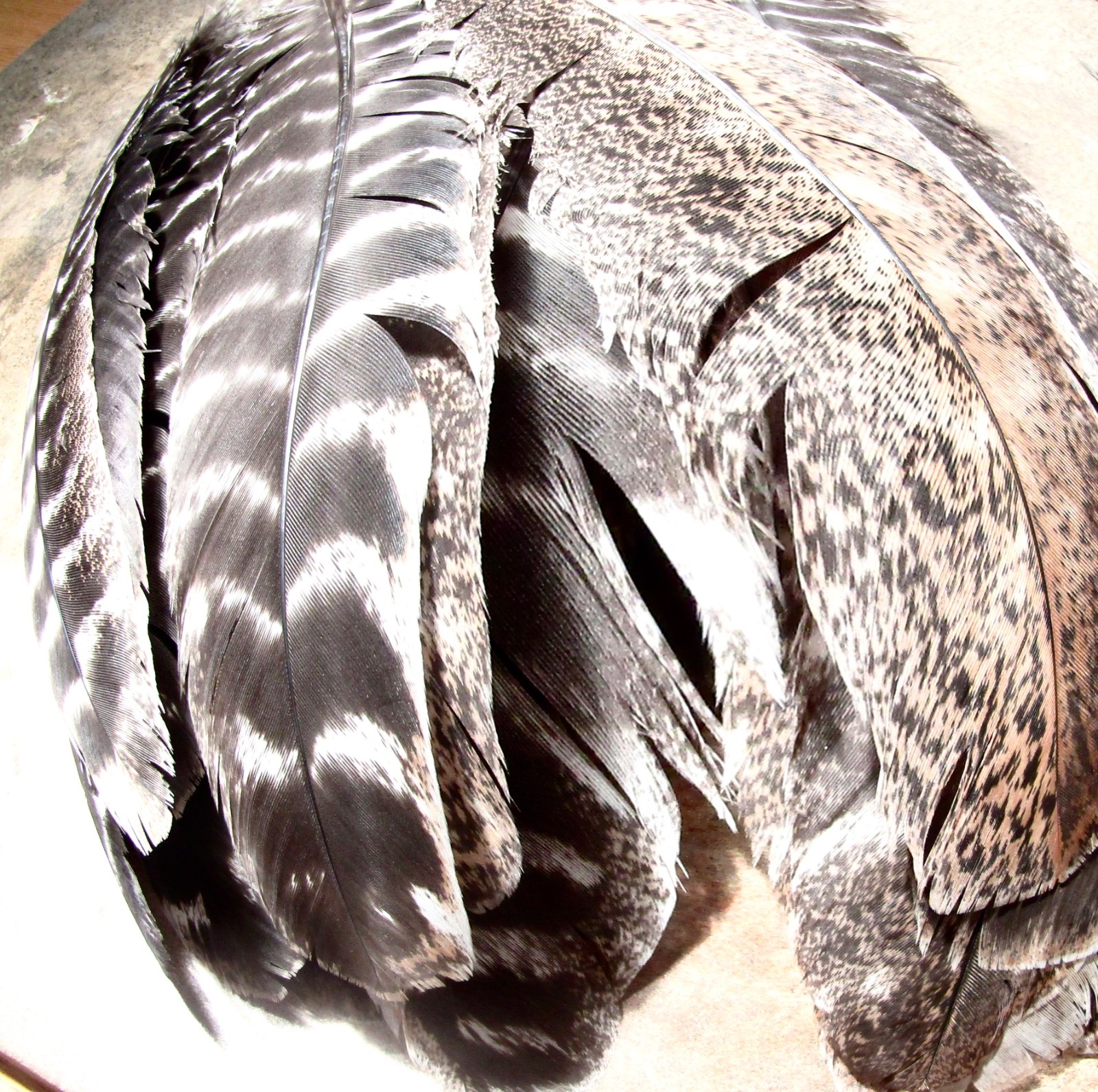Lot of 25 BRONZE TURKEY QUILLS/BARRED FEATHERS Lot of 25 BRONZE TURKEY QUILLS/BARRED FEATHERS