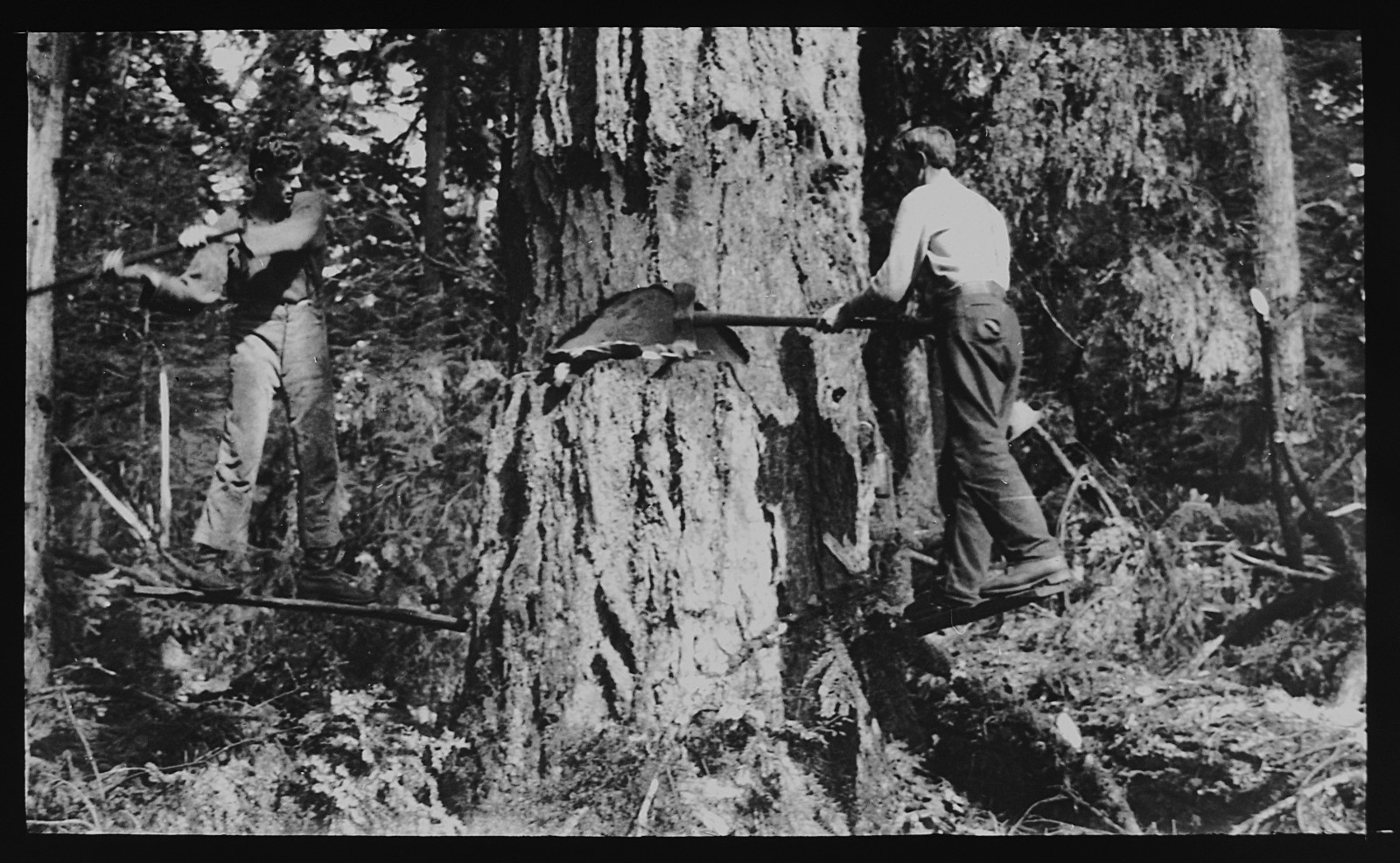 Photo TWO LUMBERJACKS FELLING A MASSIVE TREE C1920 Magic Lantern Slide Photo TWO LUMBERJACKS FELLING A MASSIVE TREE C1920 Magic Lantern Slide