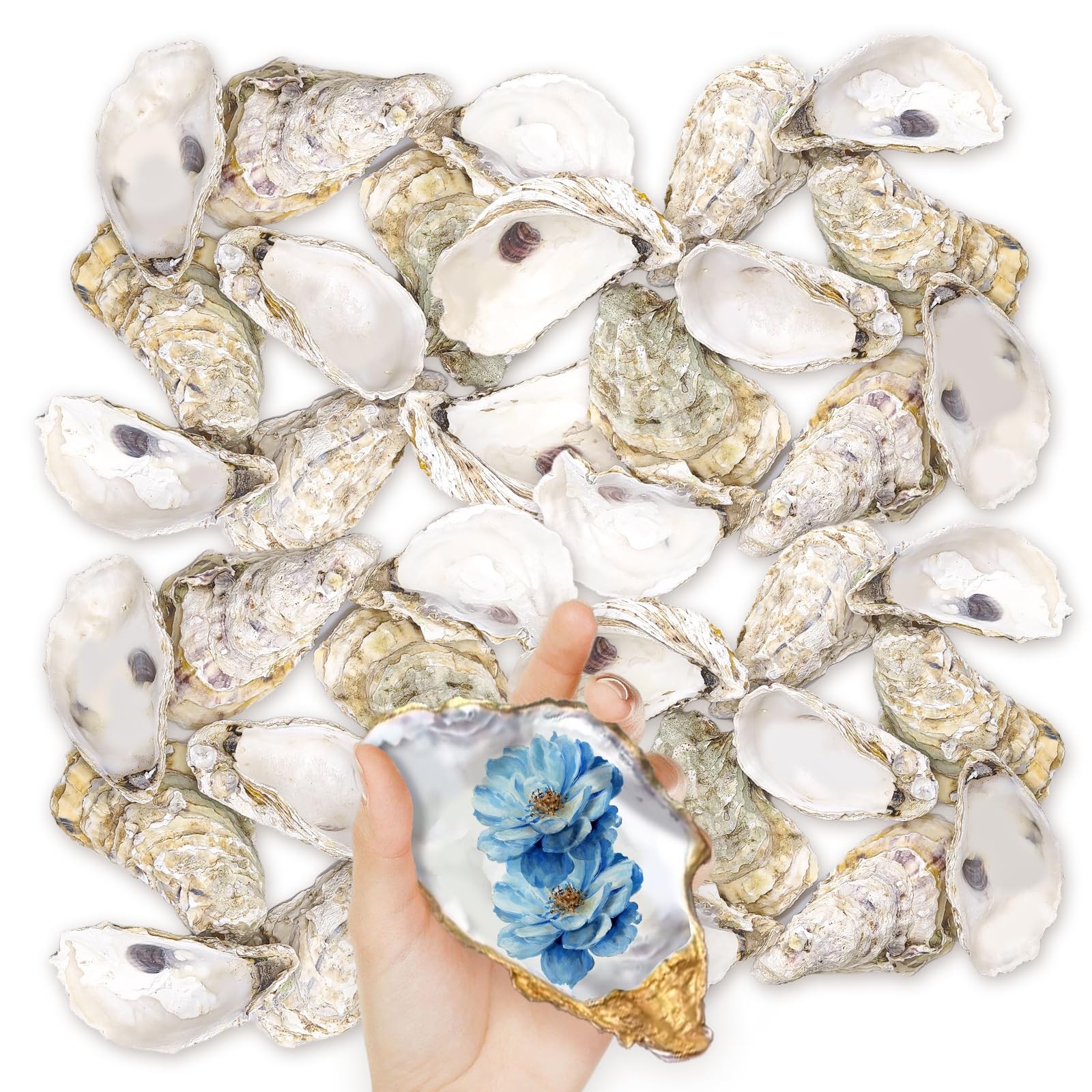36PCS Oyster Shells 5"-6" Large Oyster Shells Bulk Oyster Shells for Home 36PCS Oyster Shells 5"-6" Large Oyster Shells Bulk Oyster Shells for Home