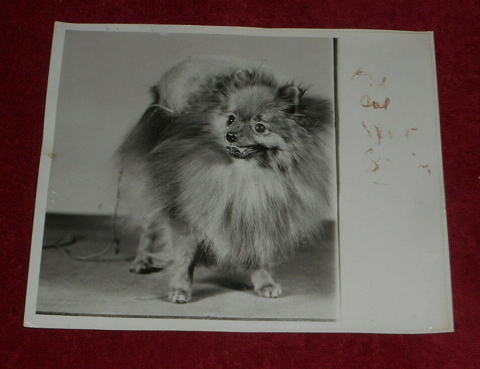 1949 Press Photo Pomeranian \