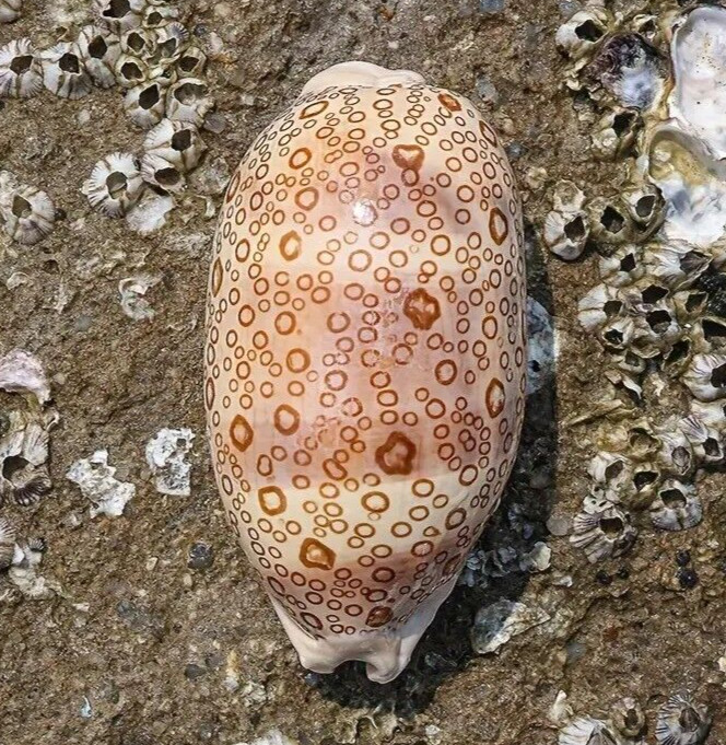 Large Cypraea Argus Eyed Cowrie Natural Seashell Rare Real Beach Home Deco 2.5" Large Cypraea Argus Eyed Cowrie Natural Seashell Rare Real Beach Home Deco 2.5"